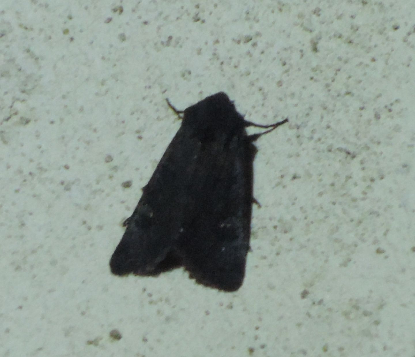 Noctuidae: cfr. Aporophyla nigra