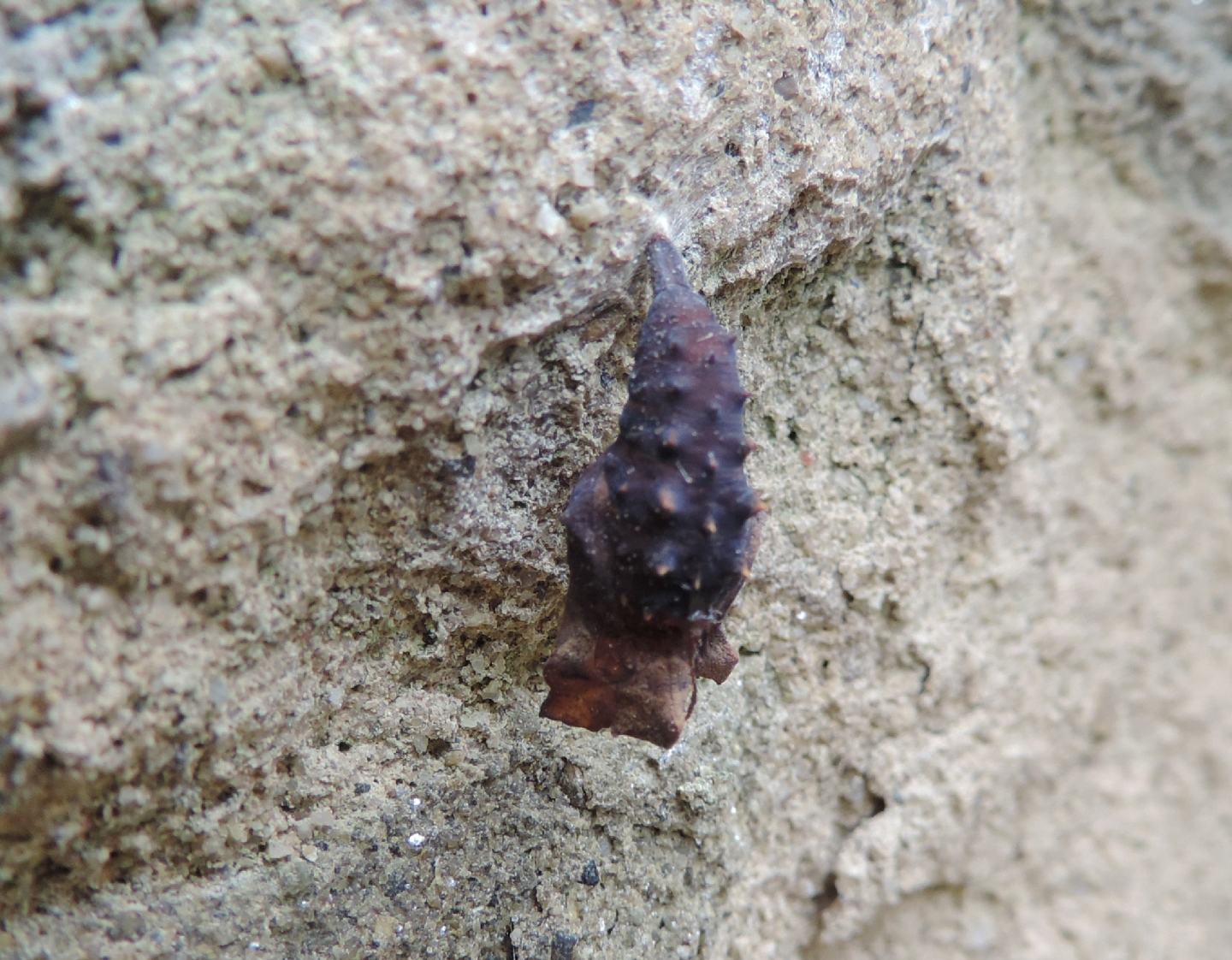 Crisalide di Vanessa atalanta - Nymphalidae