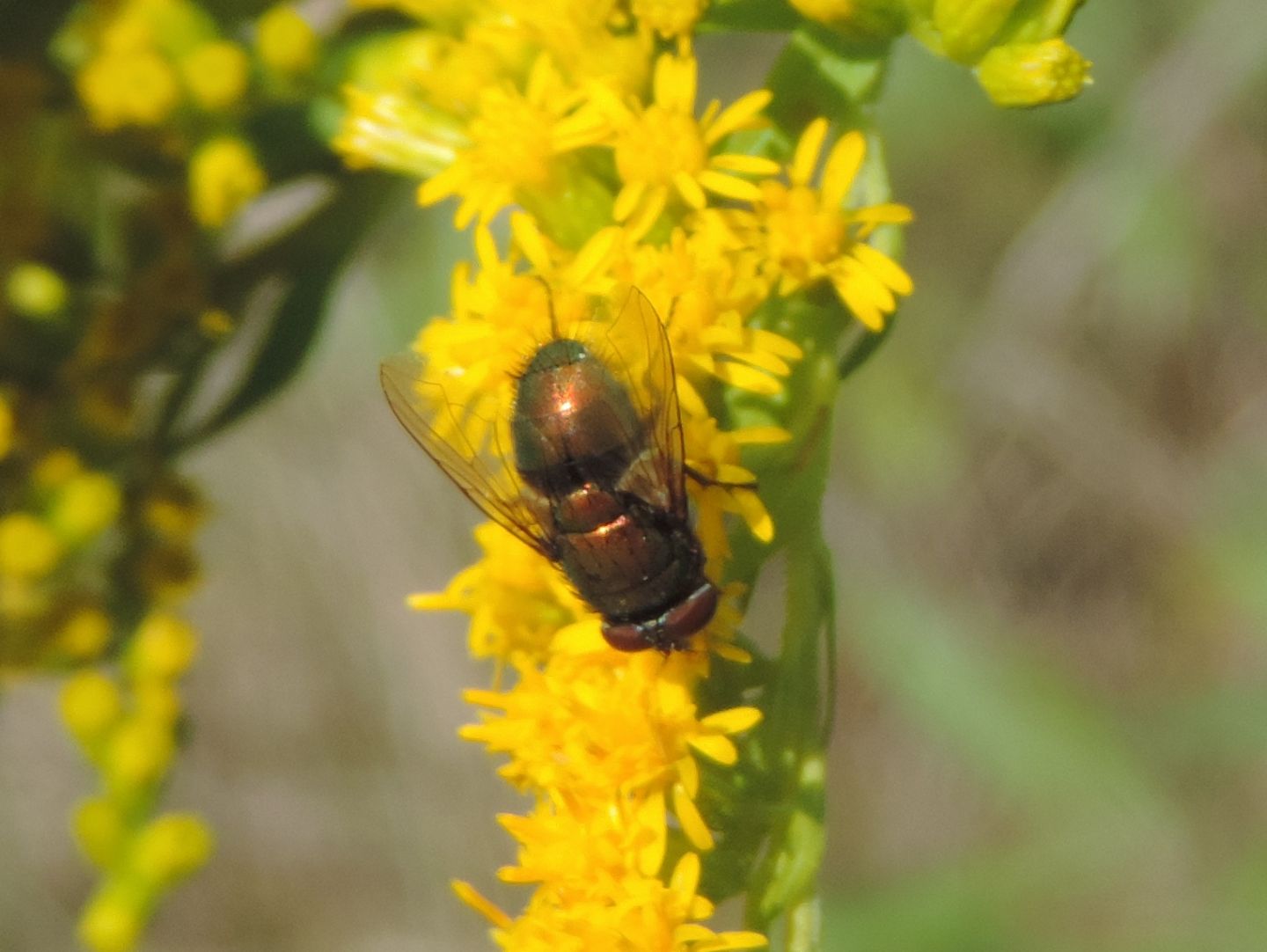 Calliphoridae?