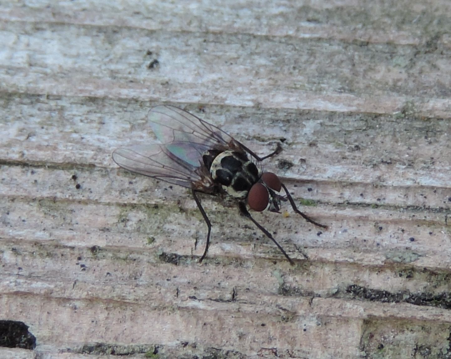 Anthomyiidae: Anthomyia?  S, Anthomyia procellaris, maschio