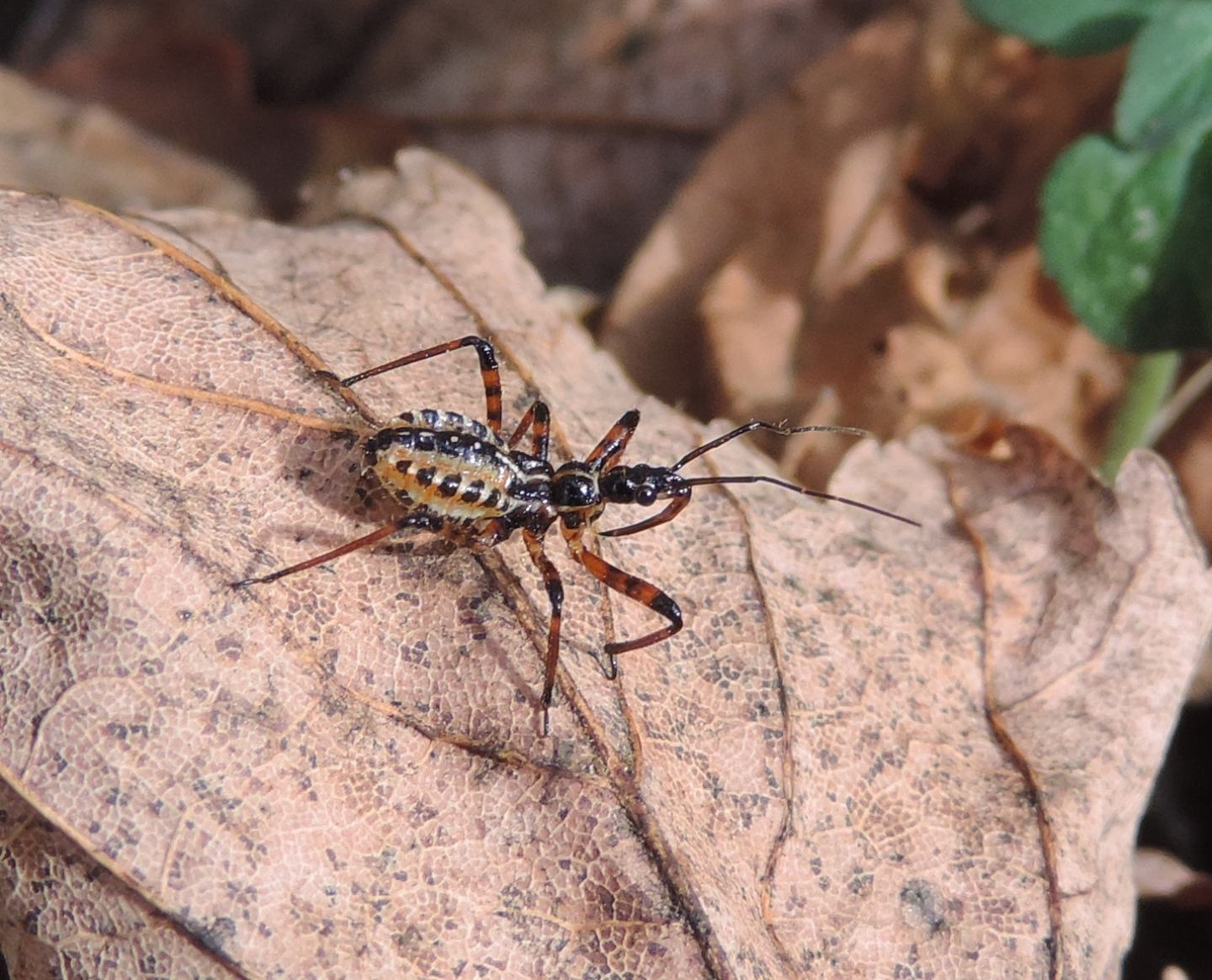 Reduviidae: Neanide di Rhynocoris sp.? S !