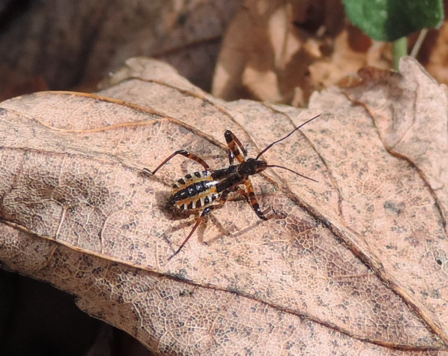 Reduviidae: Neanide di Rhynocoris sp.? S !