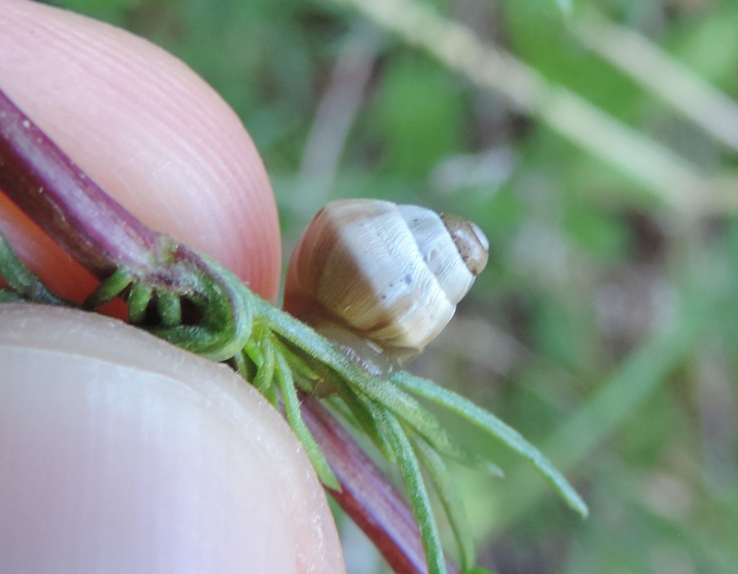 giovane Zebrina detrita