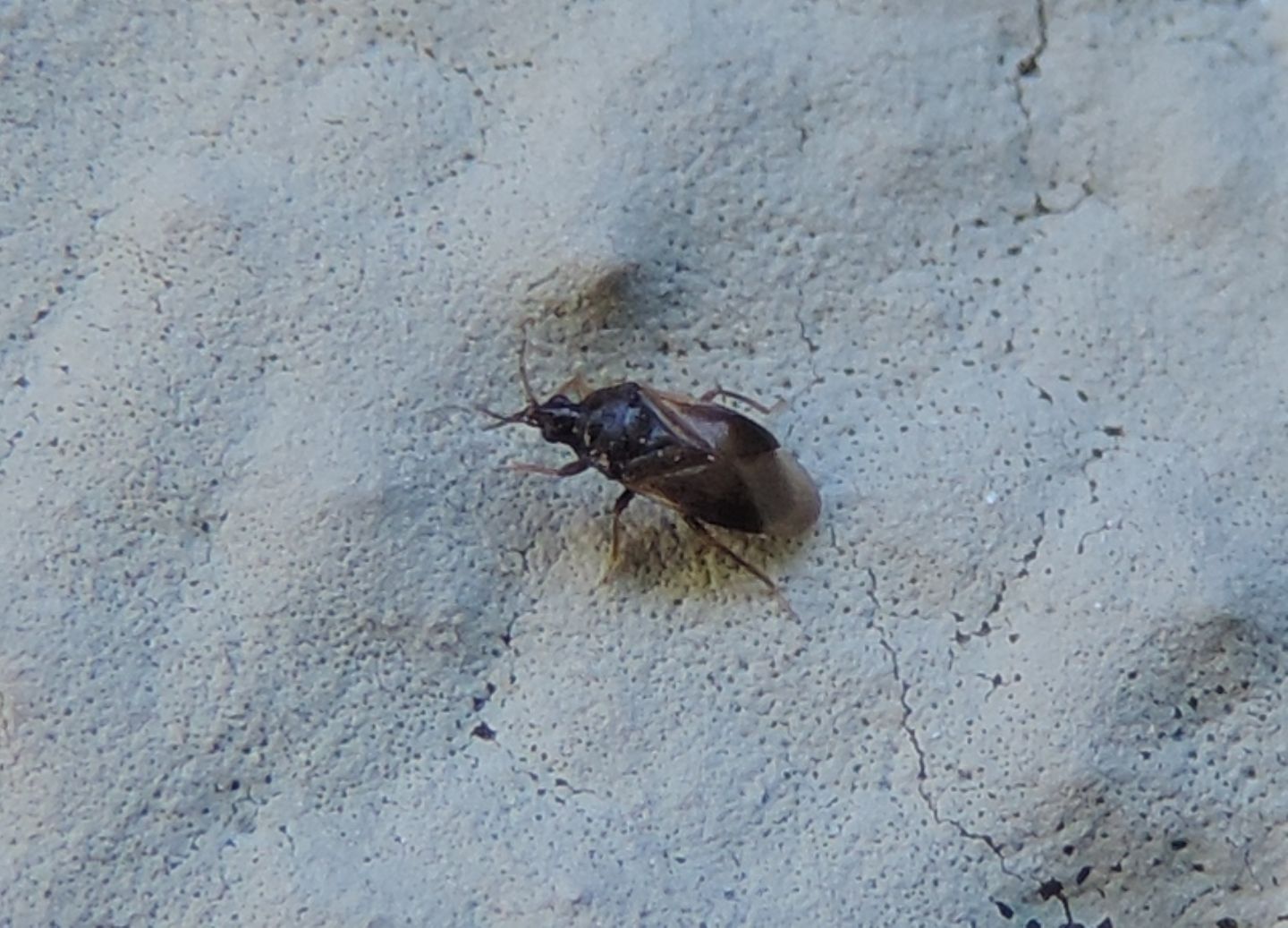 Anthocoridae: Orius sp.