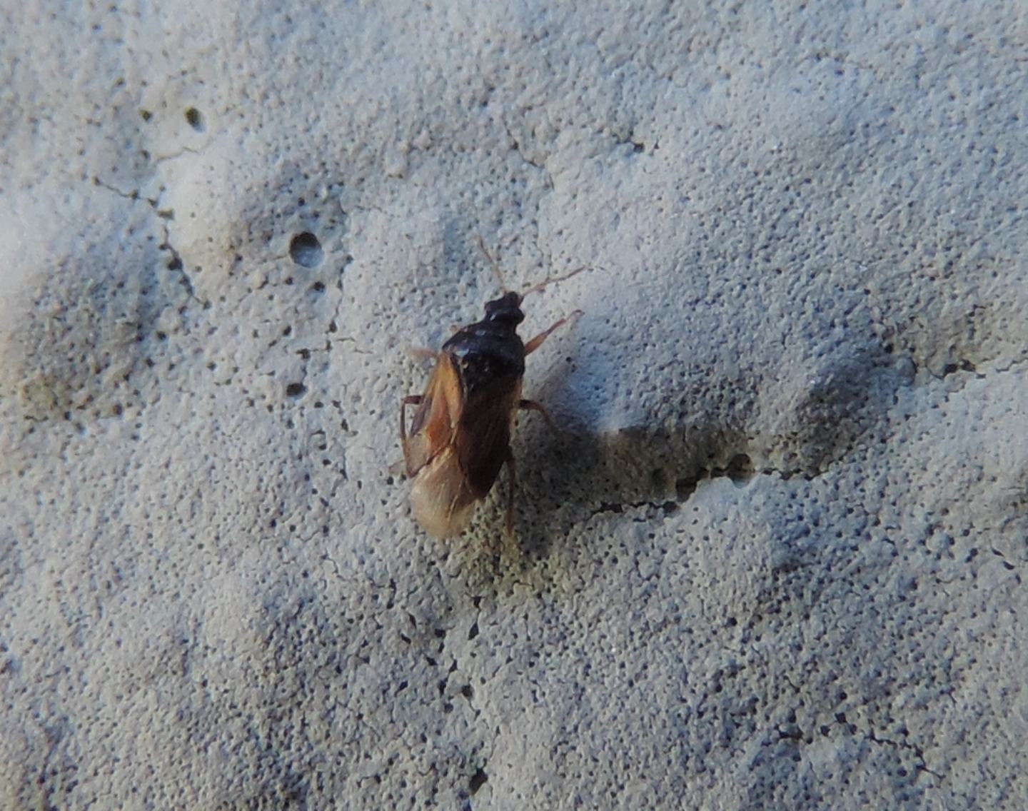 Anthocoridae: Orius sp.