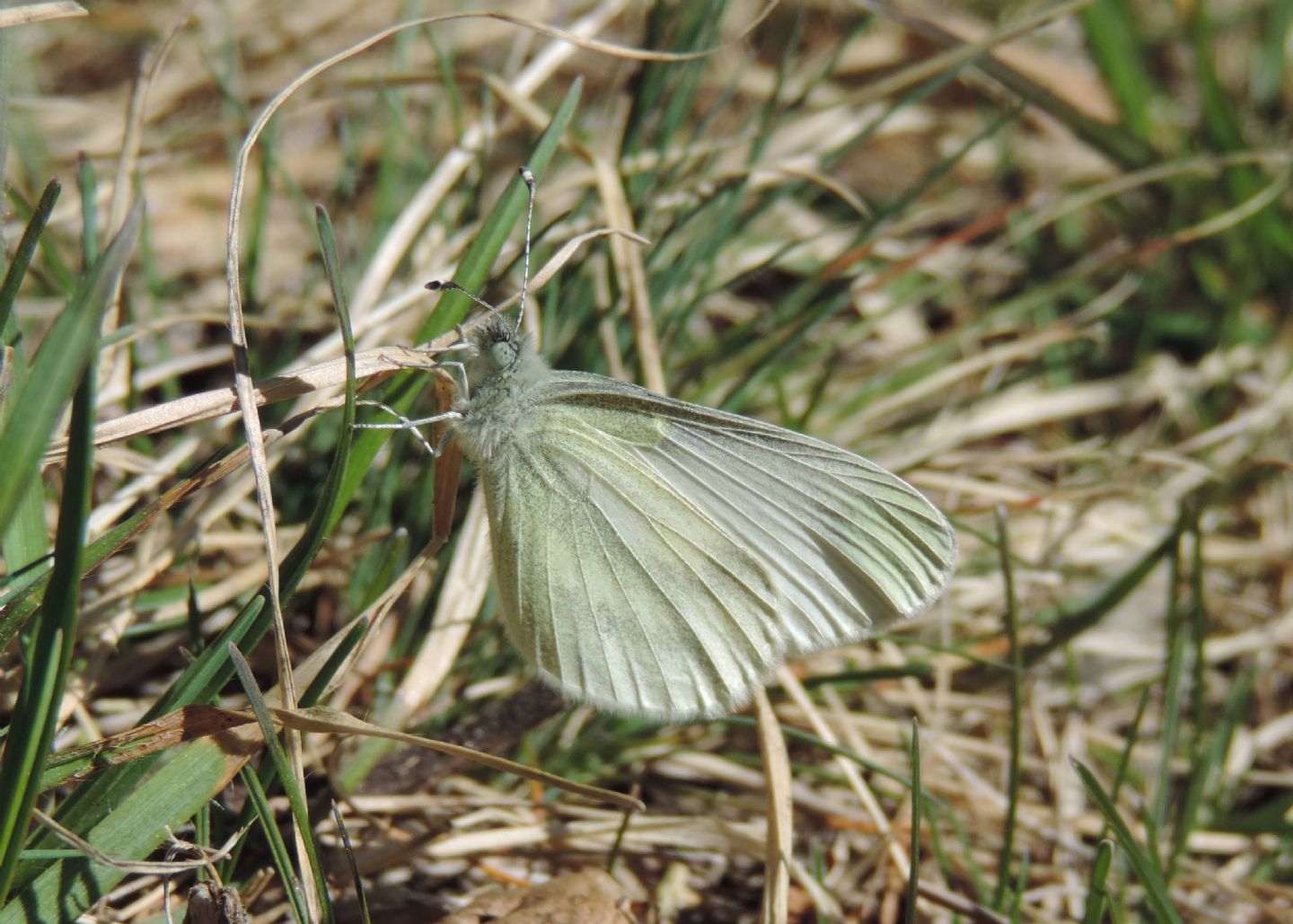 Quale Leptidea? Leptidea sinapis o Leptidea juvernica