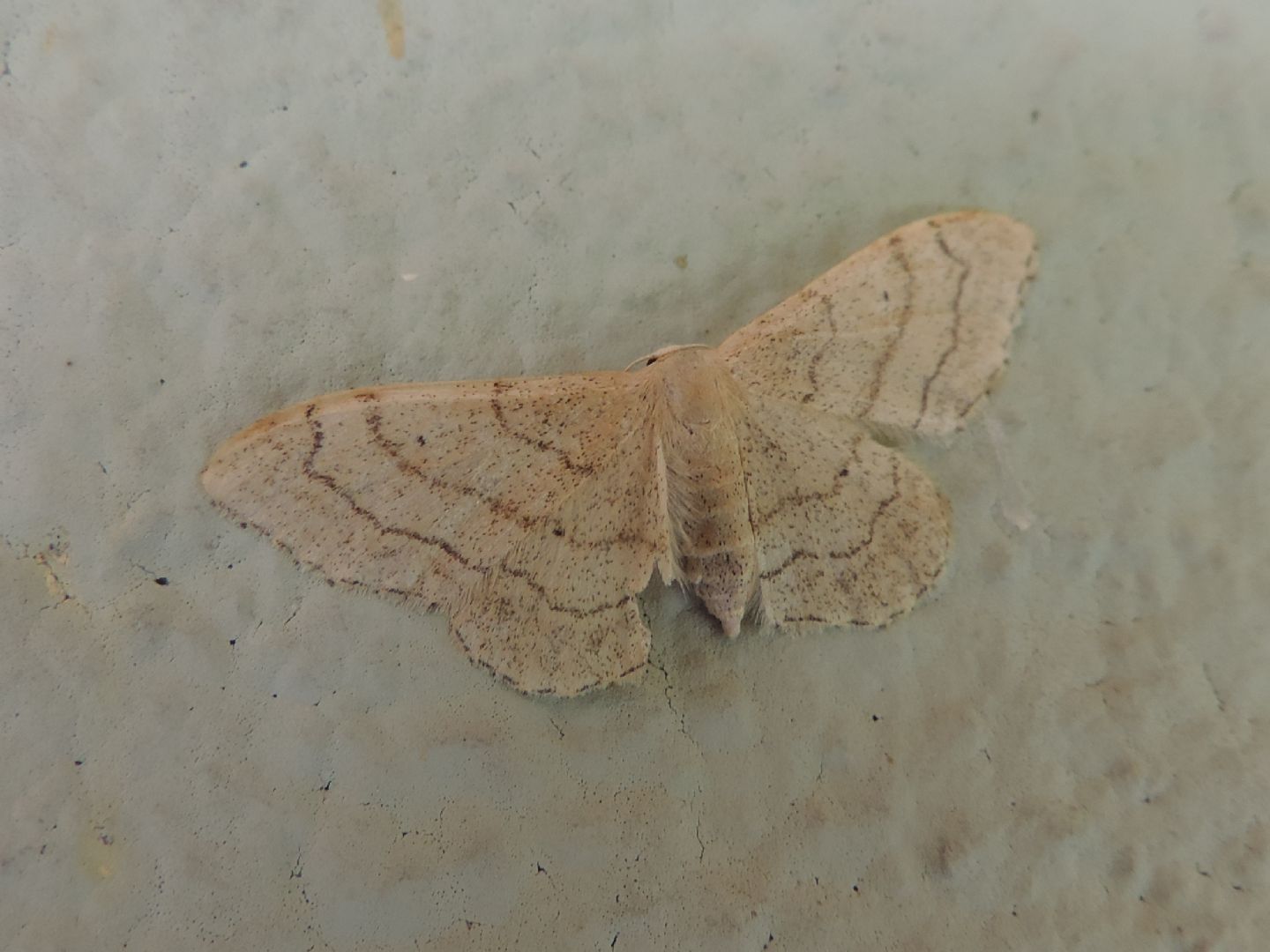 Idaea aversata?  S, Idaea aversata f. remutata