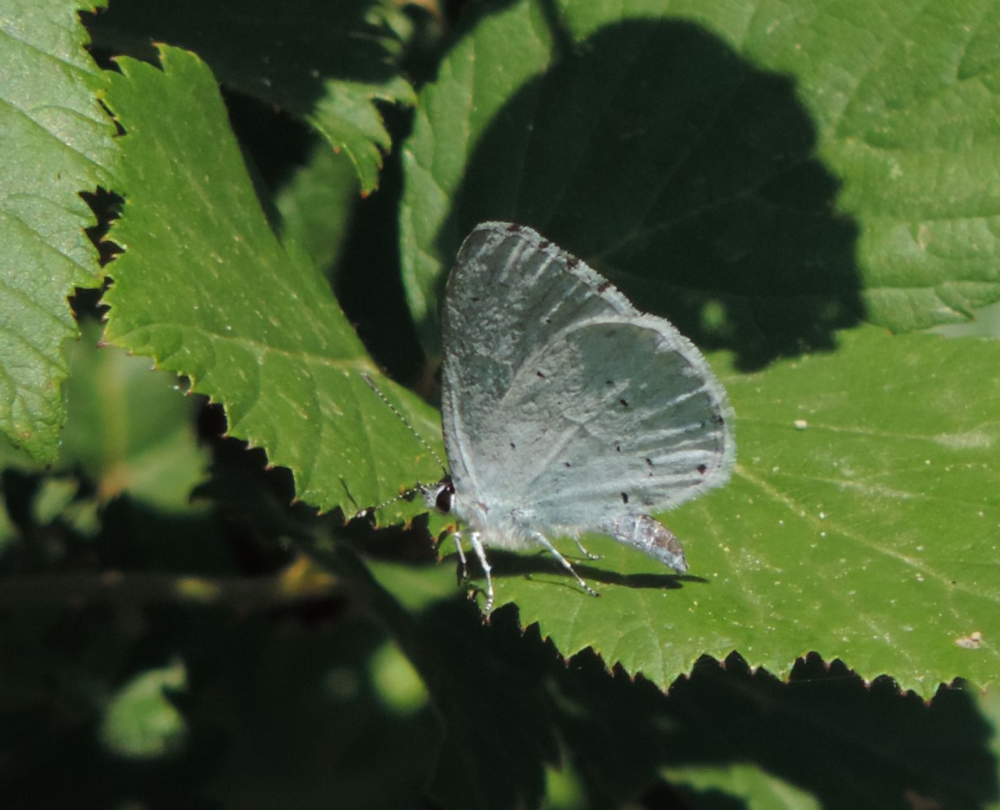 Celastrina argiolus? S !