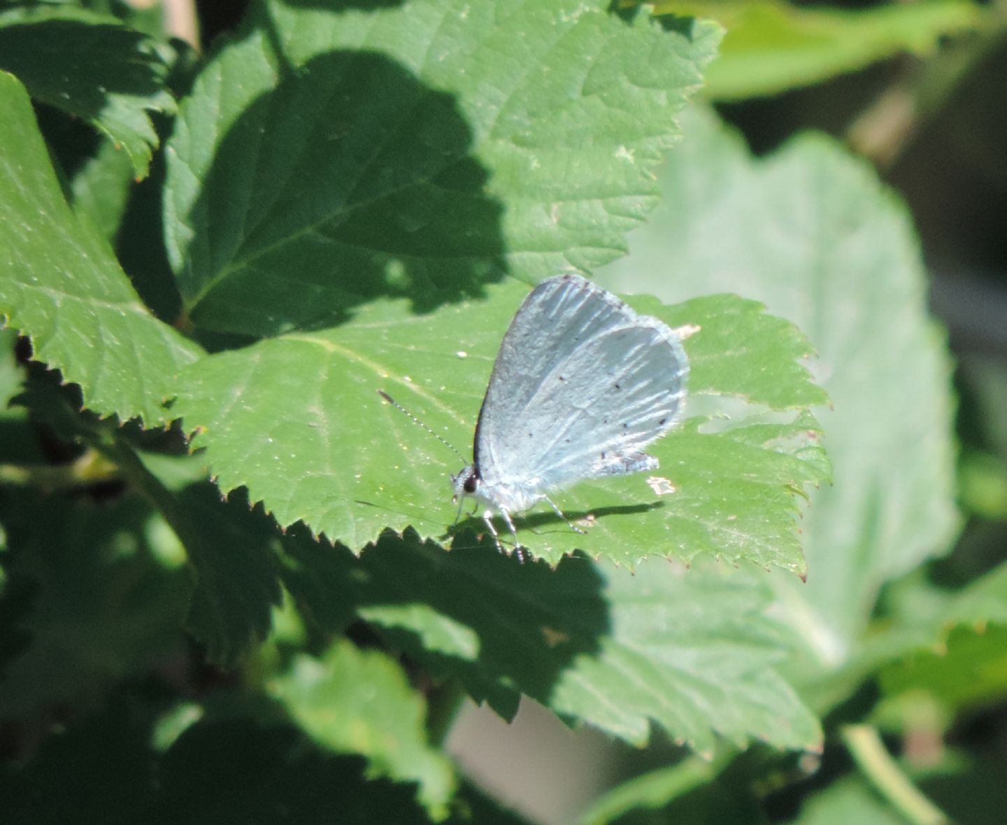 Celastrina argiolus? S !