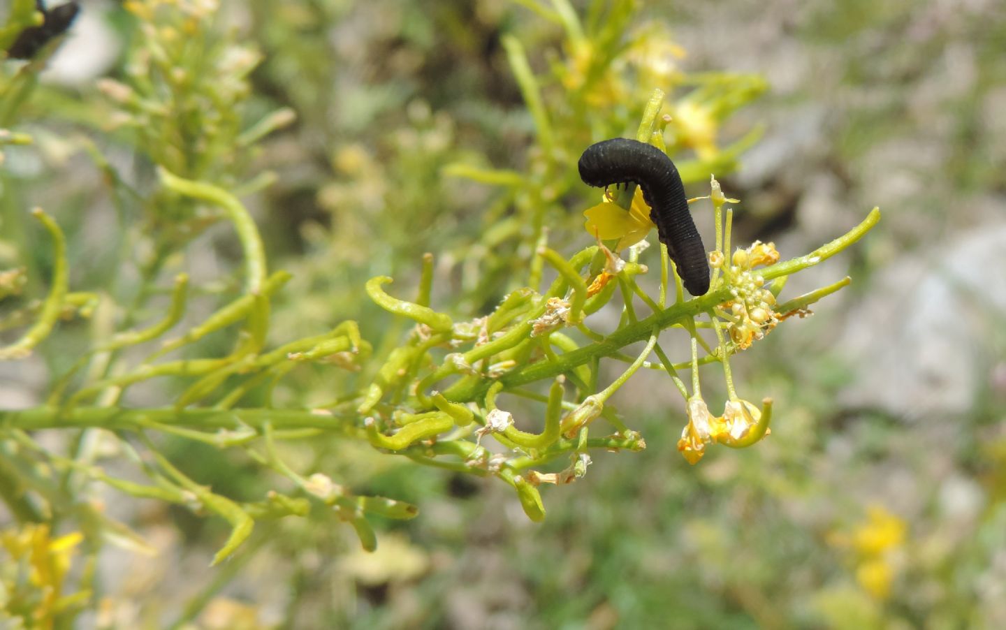 Pianta d''alta: cfr. Erucastrum nasturtiifolium (Brassicaceae)