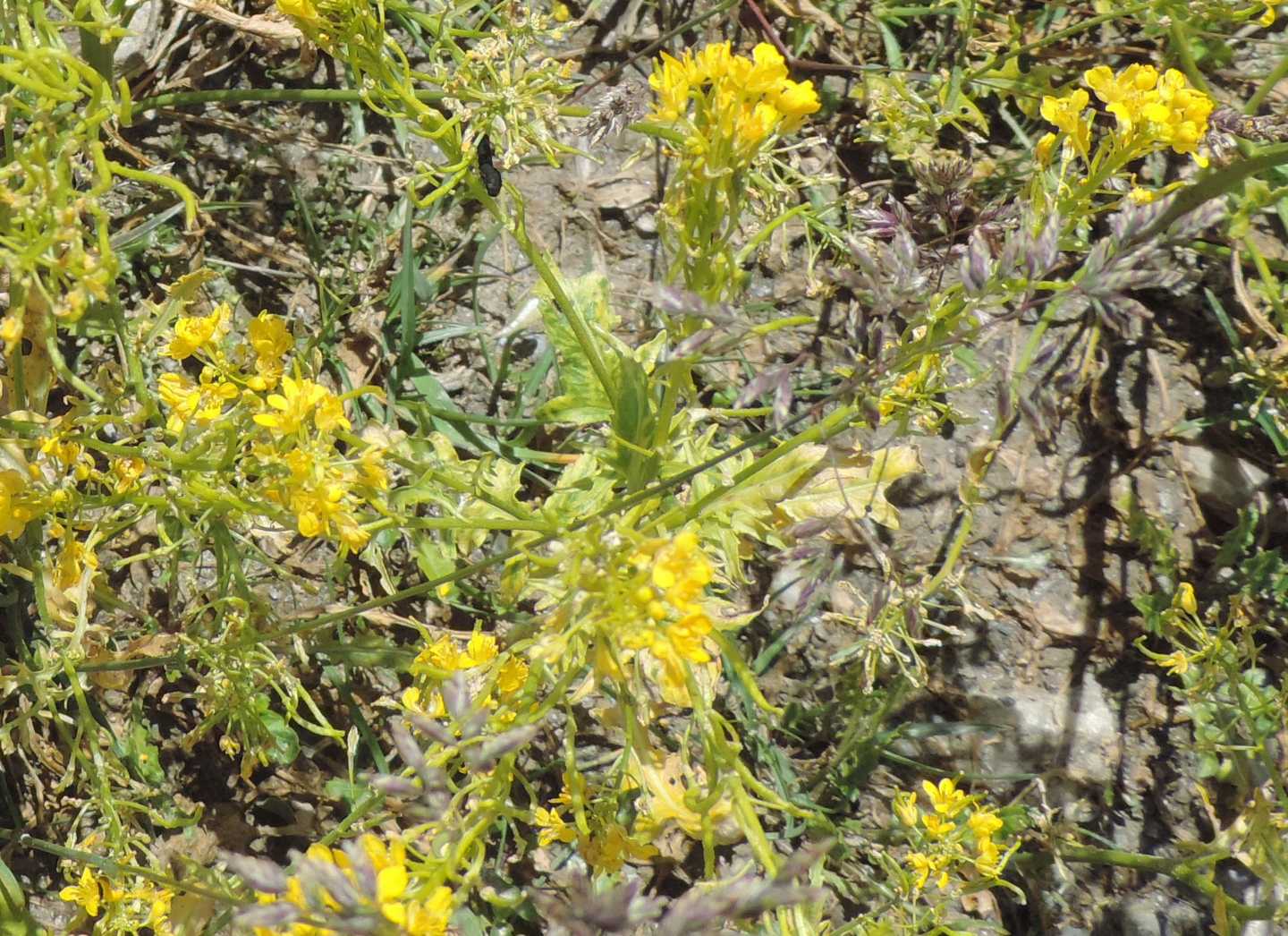 Pianta d''alta: cfr. Erucastrum nasturtiifolium (Brassicaceae)