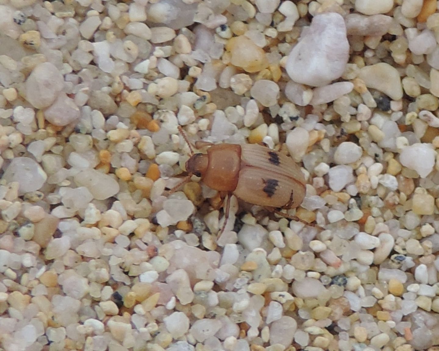 Tenebrionidae: Phaleria dall Corsica: P. cfr. bimaculata