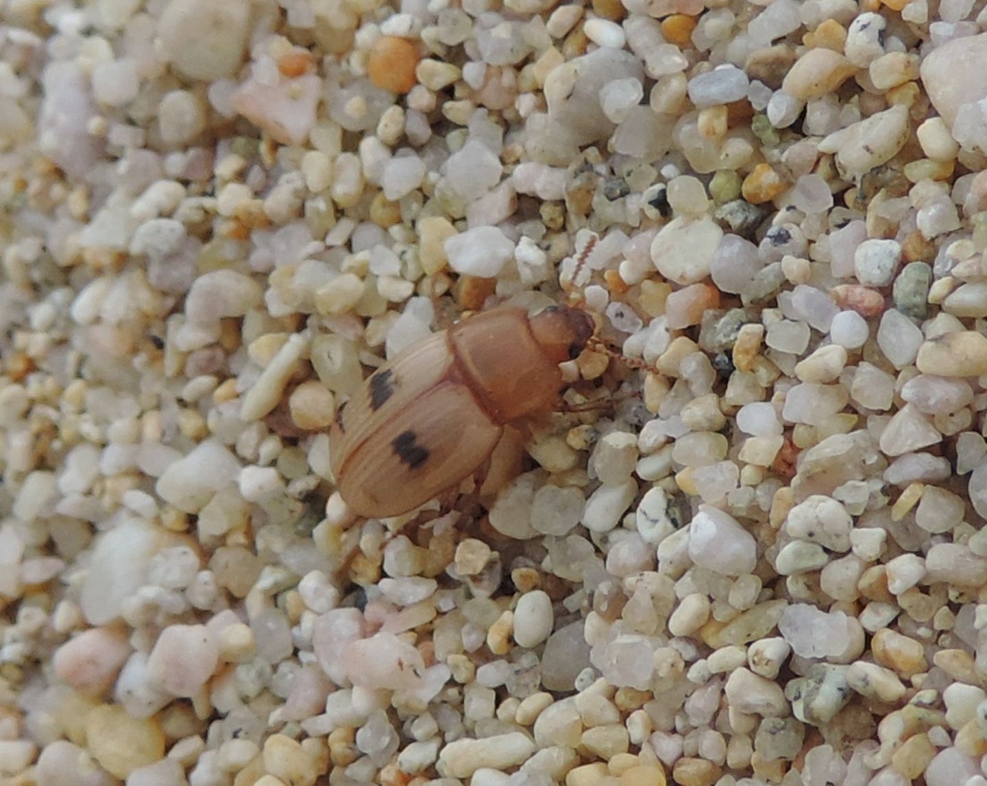 Tenebrionidae: Phaleria dall Corsica: P. cfr. bimaculata