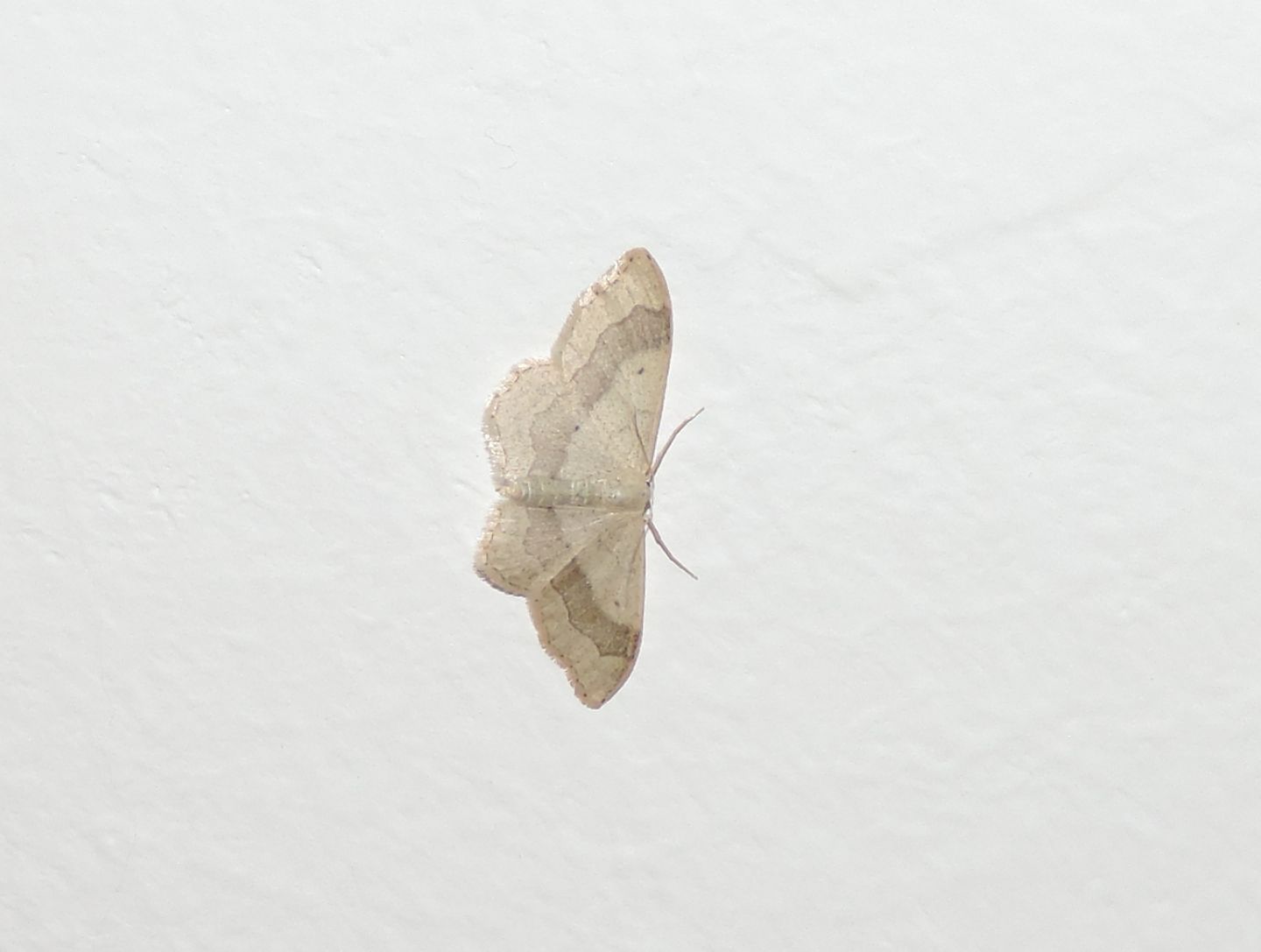 Geometridae: Idaea aversata? S