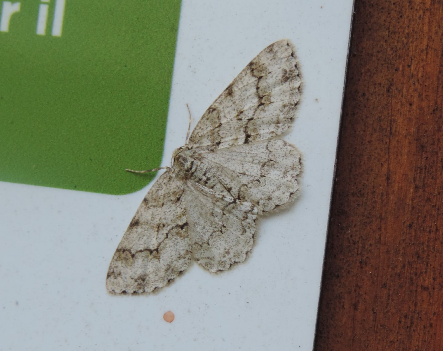 Geometridae: Ectropis crepuscularia? S