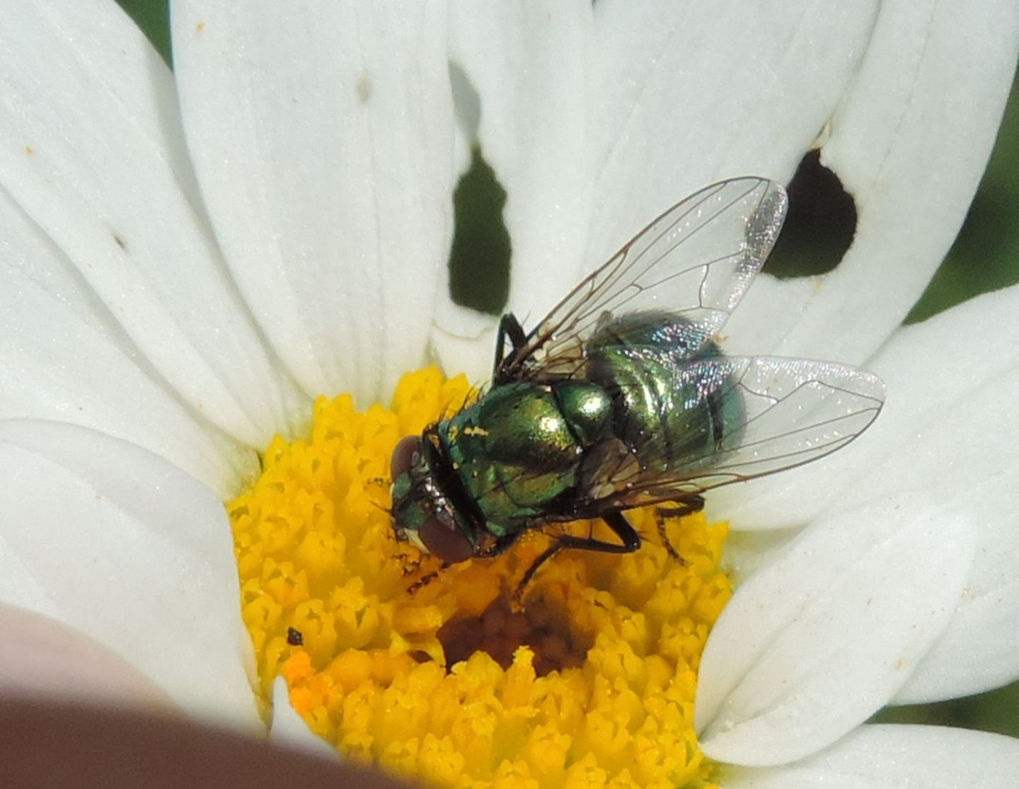 Neomyia cornicina?  S !