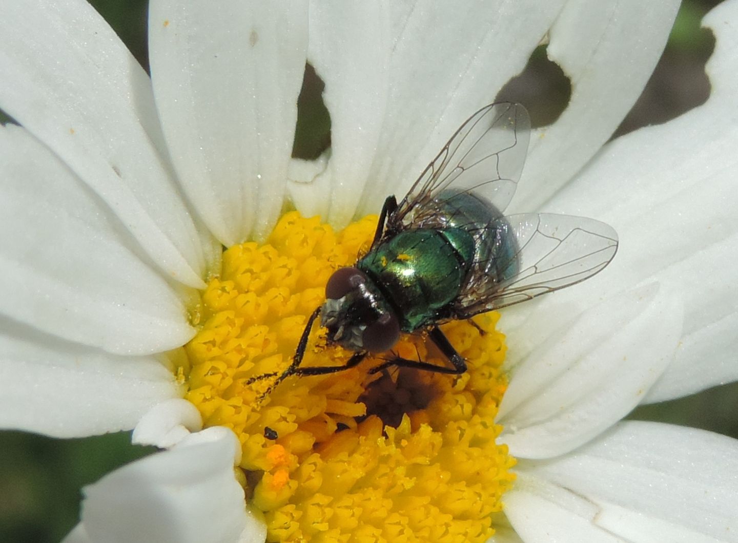 Neomyia cornicina?  S !