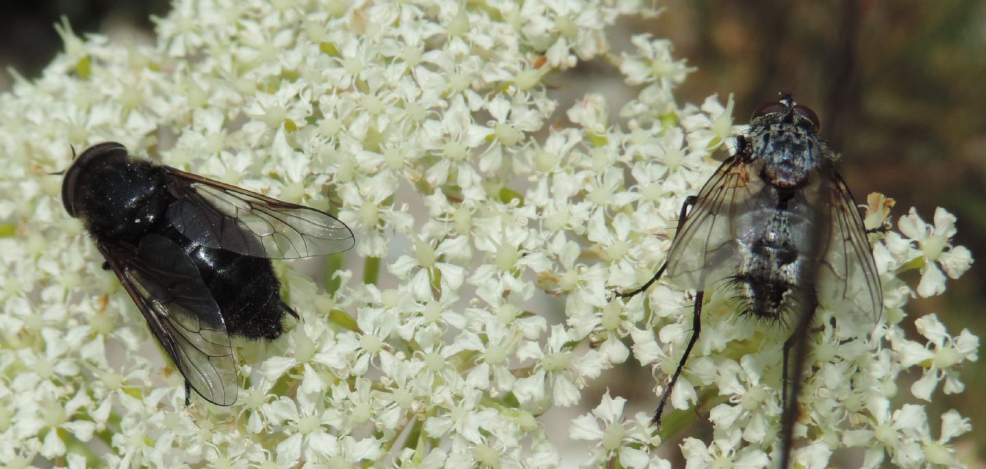 Zeuxia cfr. cinerea, maschio (Tachinidae) e Hybomitra caucasica (Tabanidae)