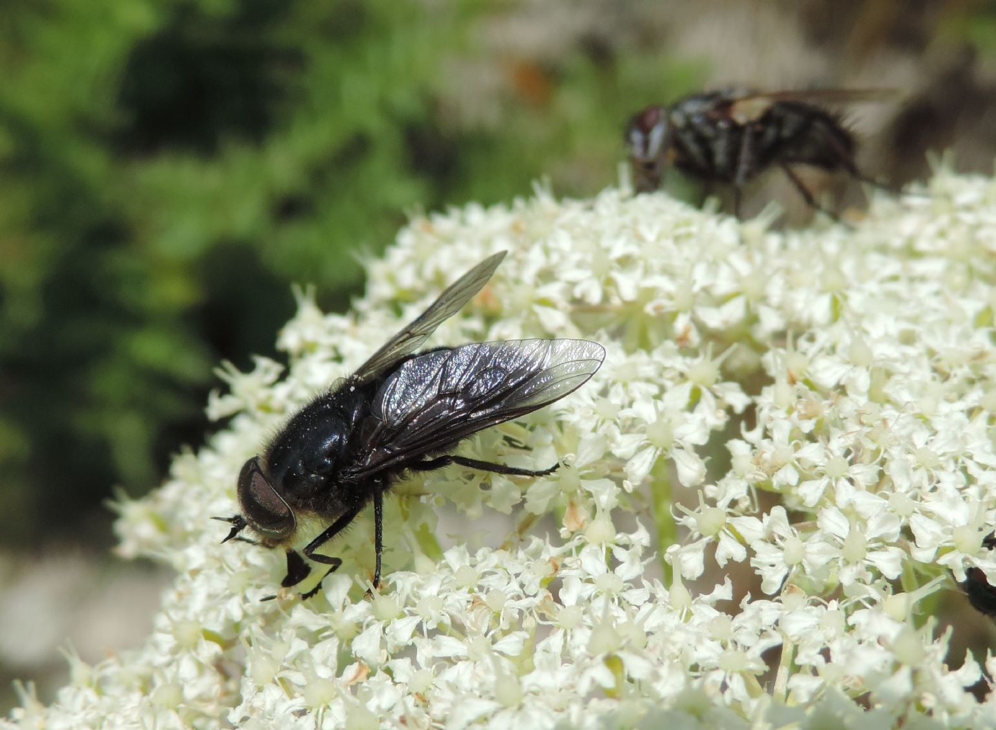 Zeuxia cfr. cinerea, maschio (Tachinidae) e Hybomitra caucasica (Tabanidae)