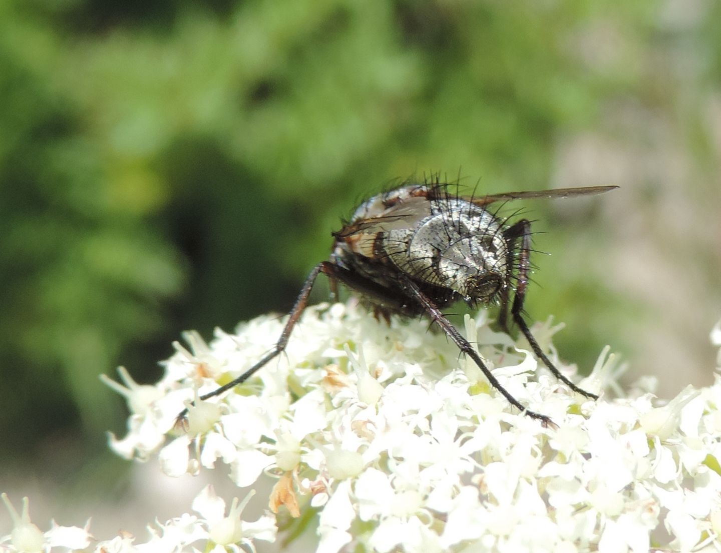 Zeuxia cfr. cinerea, maschio (Tachinidae) e Hybomitra caucasica (Tabanidae)