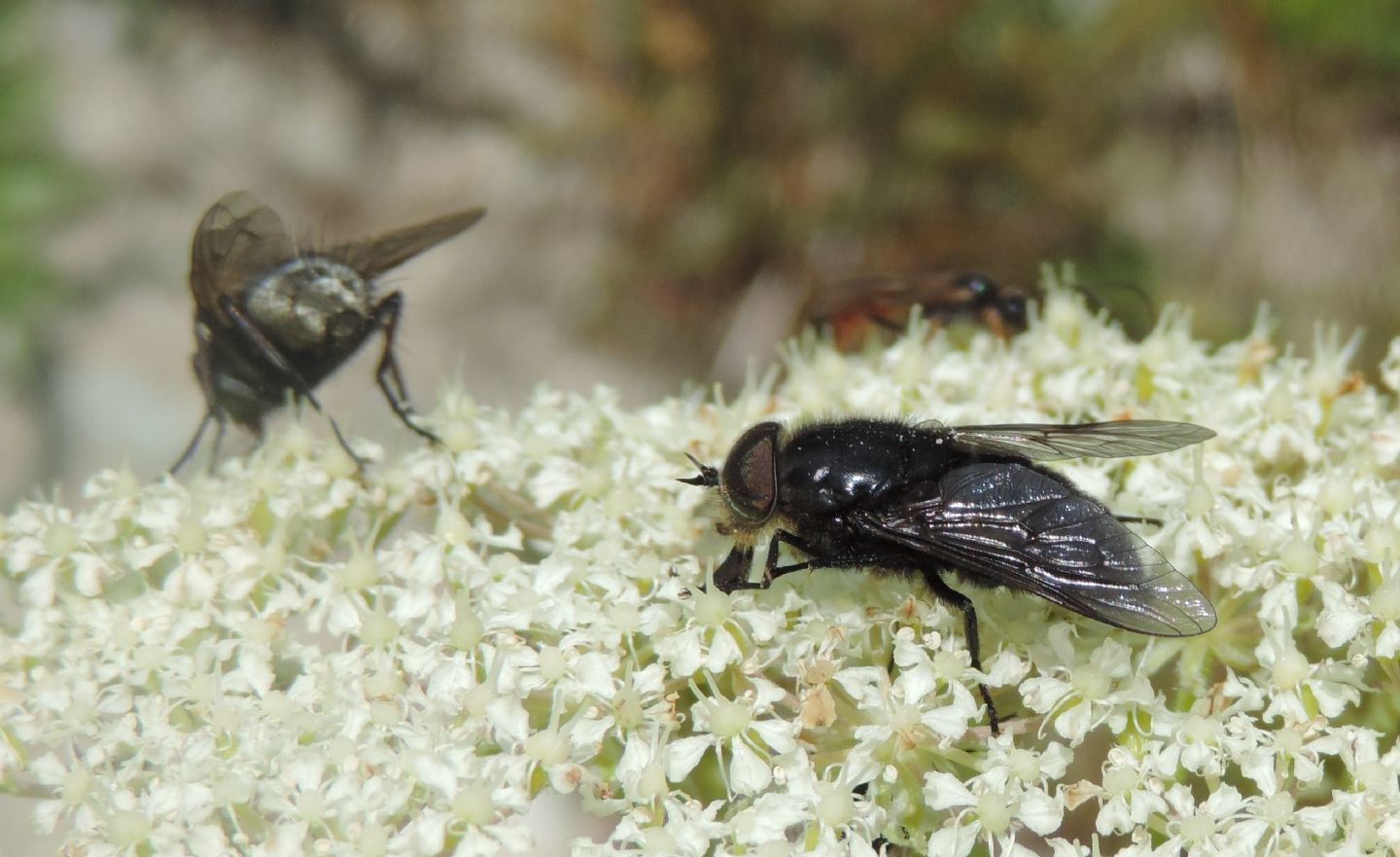 Zeuxia cfr. cinerea, maschio (Tachinidae) e Hybomitra caucasica (Tabanidae)