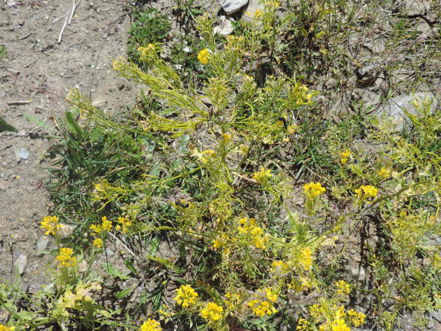 Pianta d''alta: cfr. Erucastrum nasturtiifolium (Brassicaceae)