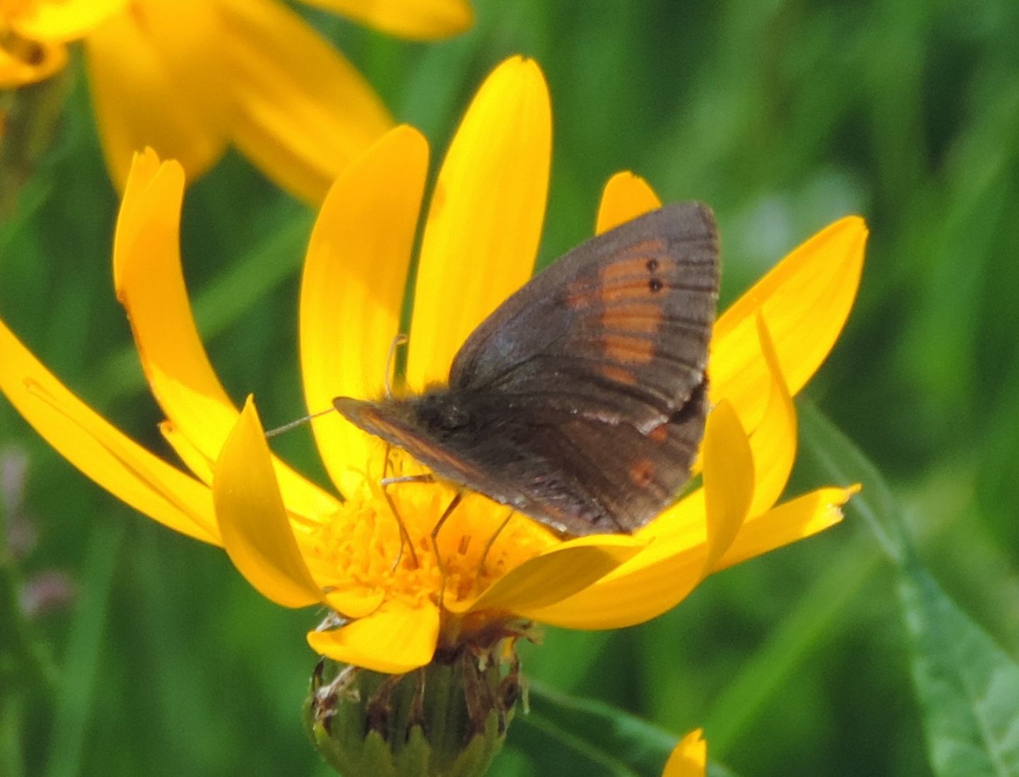 Erebia tyndarus? S