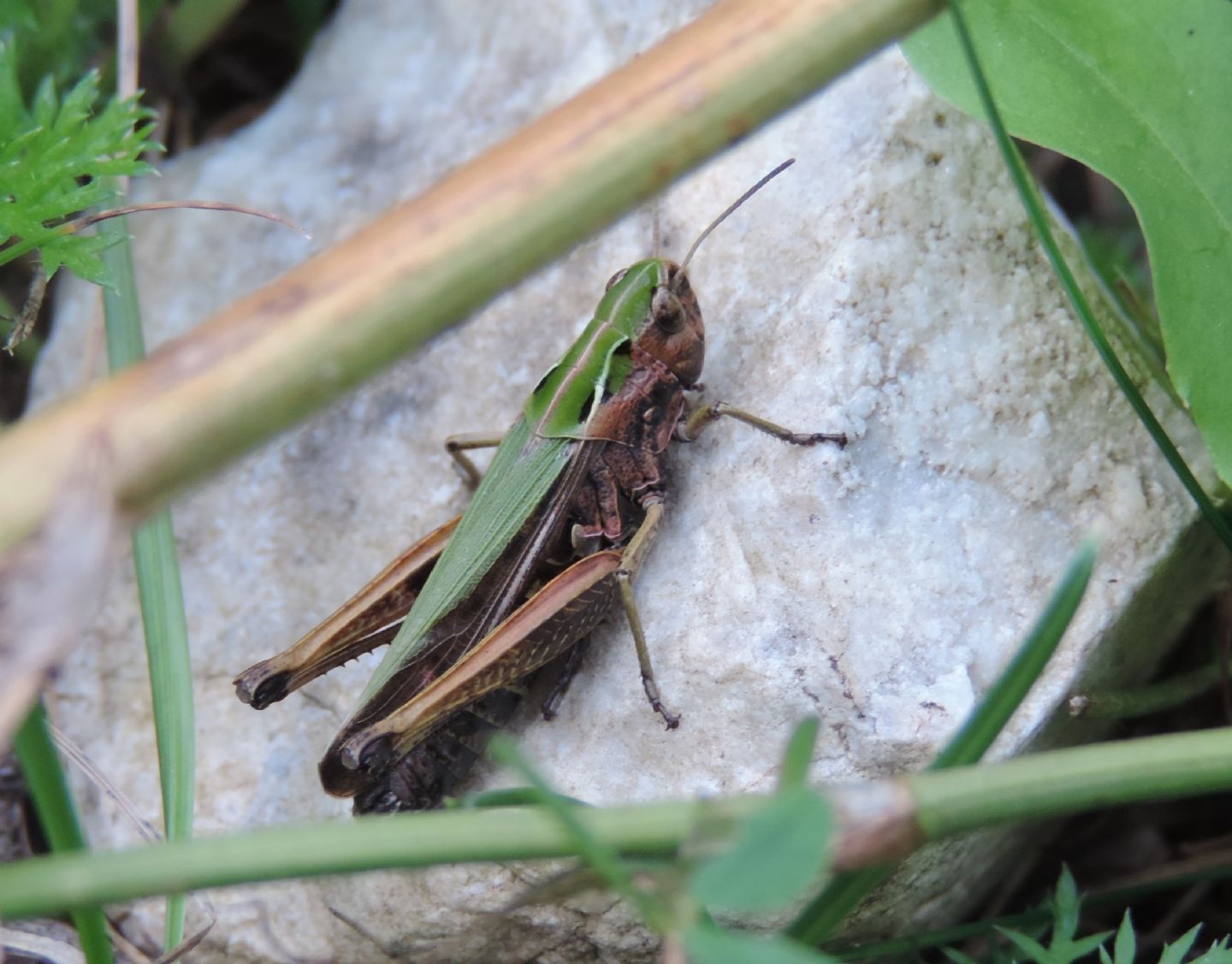 Quale Omocestus?  Omocestus (Omocestus) viridulus