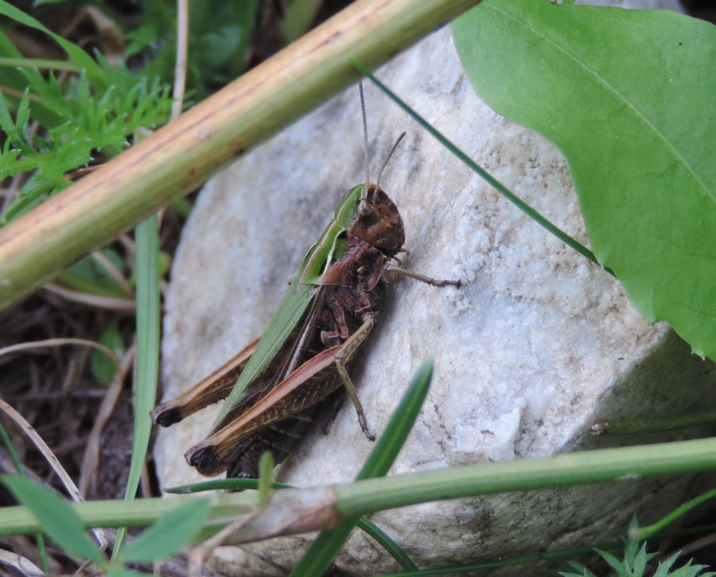 Quale Omocestus?  Omocestus (Omocestus) viridulus