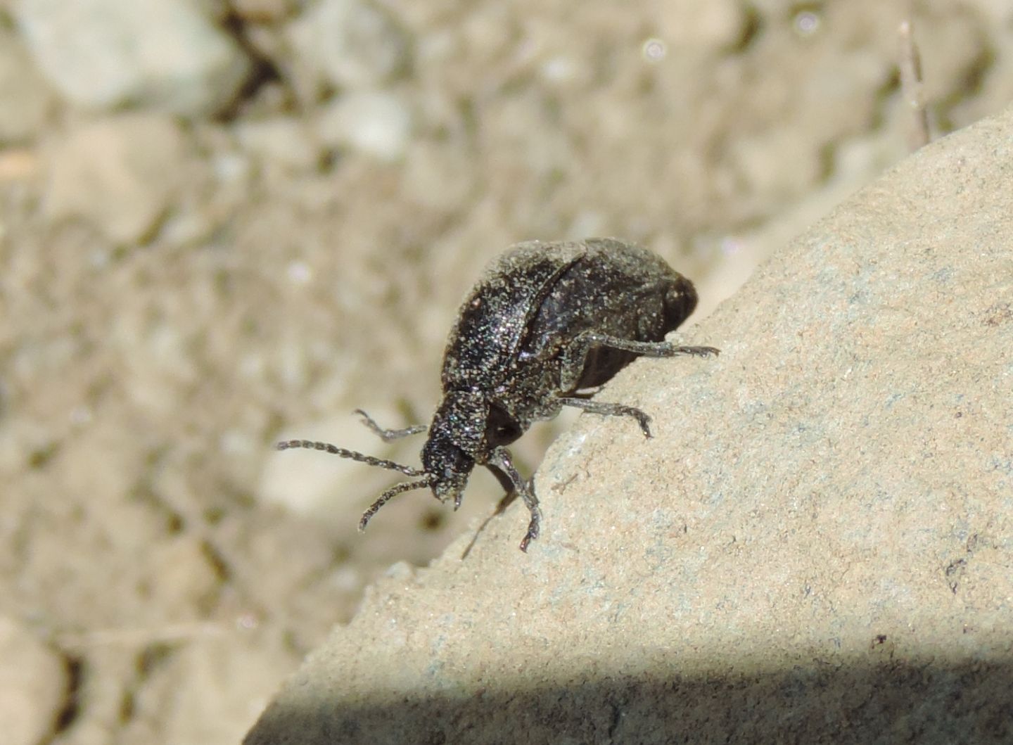 Chrysomelidae: Galeruca tanaceti? cfr. tanaceti