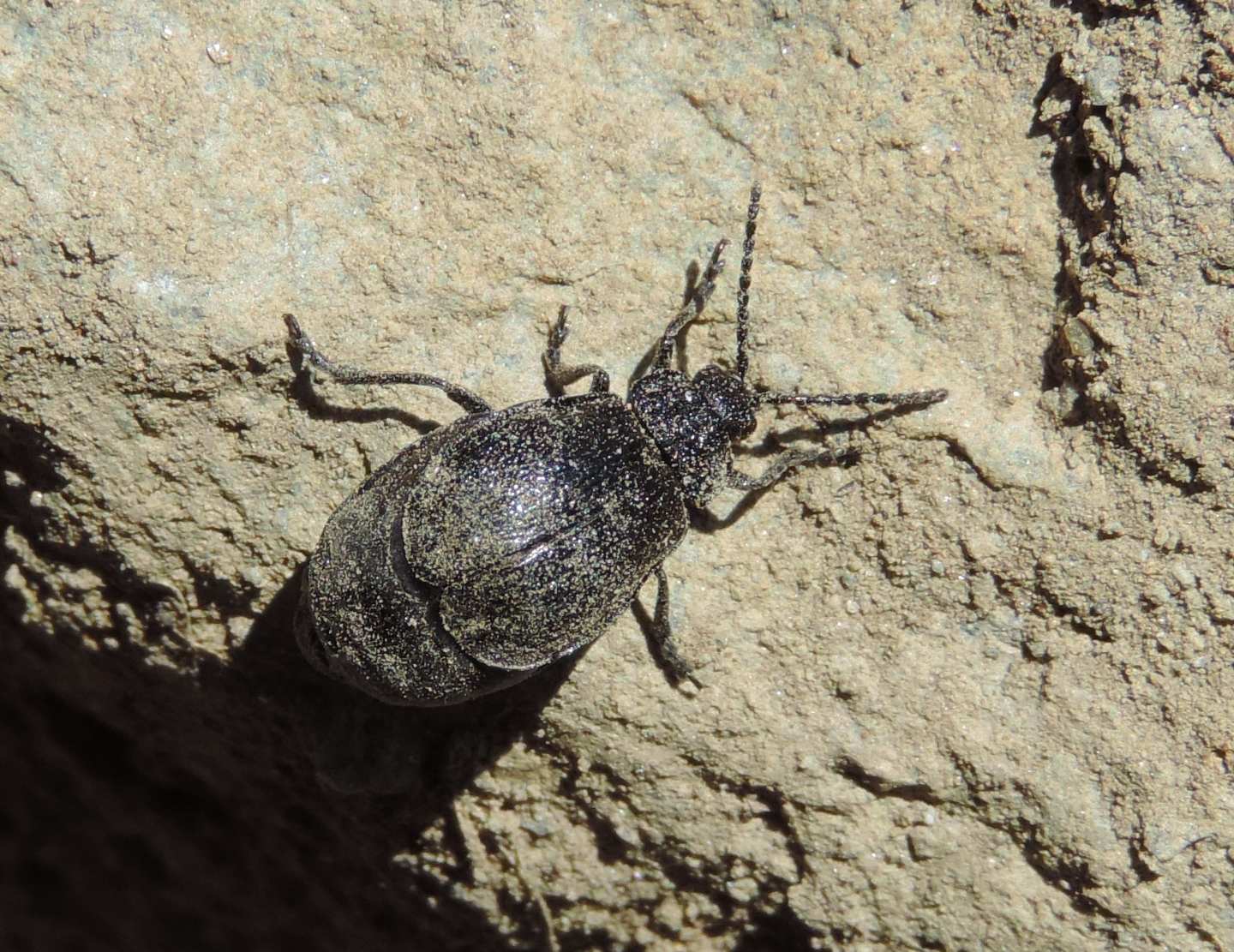 Chrysomelidae: Galeruca tanaceti? cfr. tanaceti