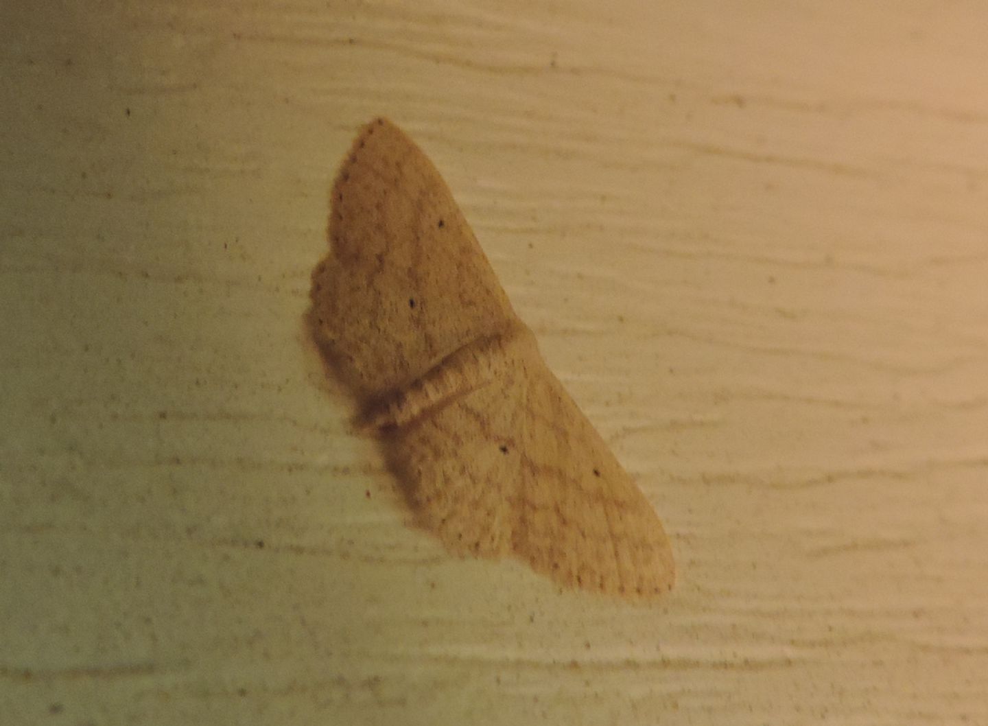 Geometridae dalla Corsica