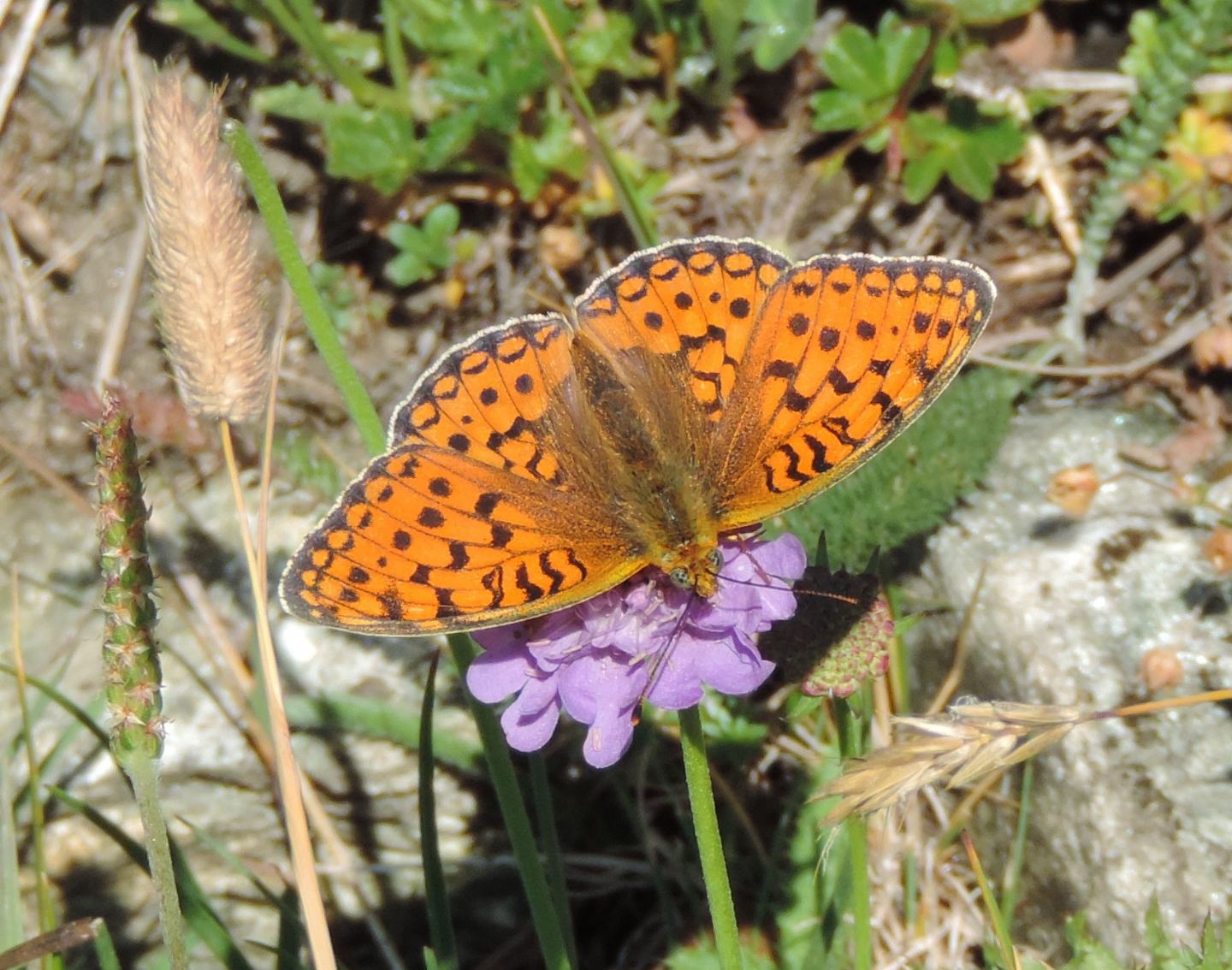 Argynnis? Argynnis niobe - Nymphalidae