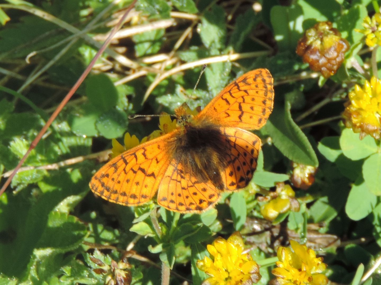 Boloria? S, Boloria napaea