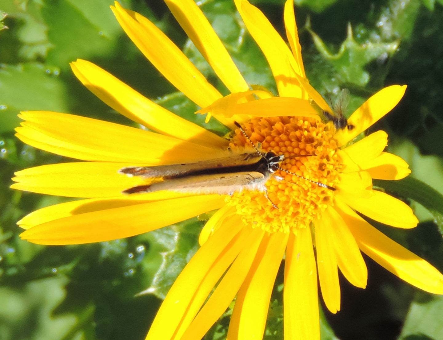 Lycaena hippothoe?  S !