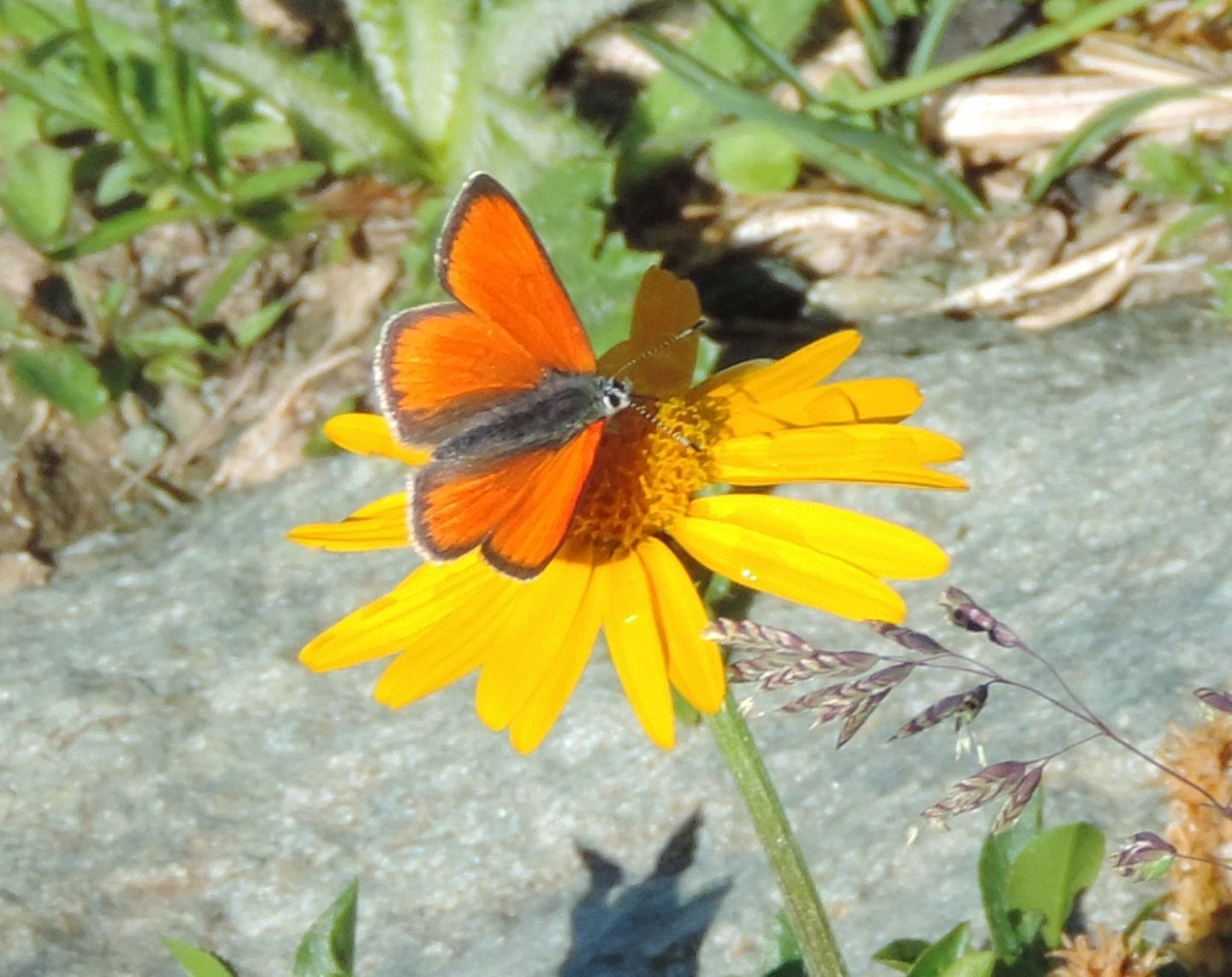 Lycaena hippothoe?  S !