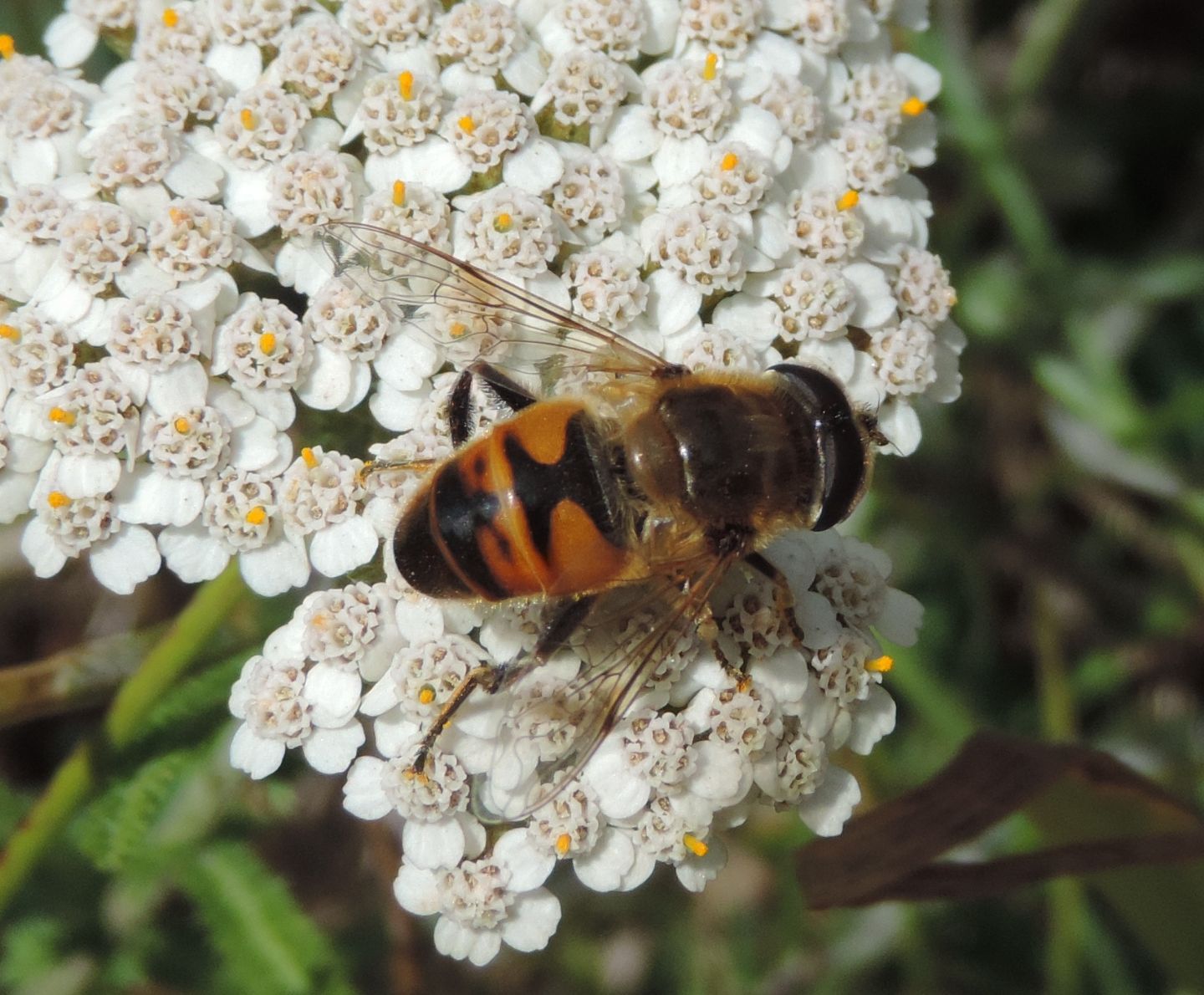 Quale Eristalis? cfr. E. tenax