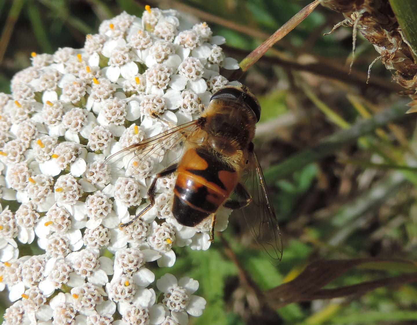 Quale Eristalis? cfr. E. tenax