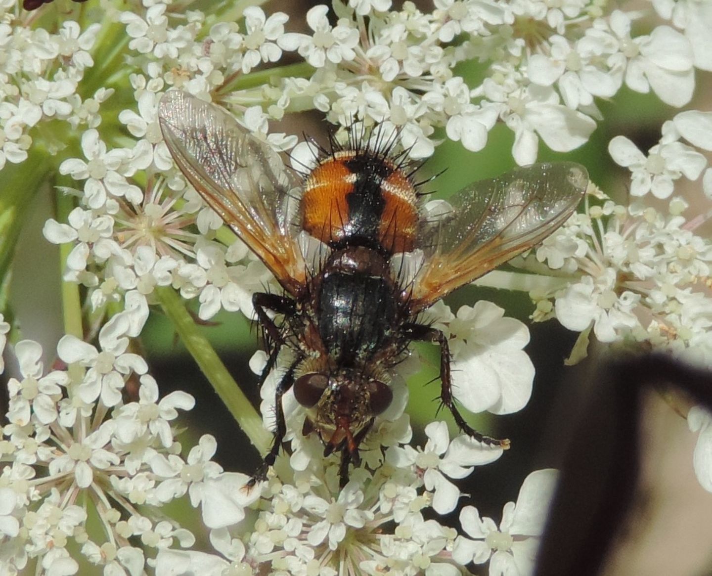 Peleteria rubescens?  Peleteria sp.