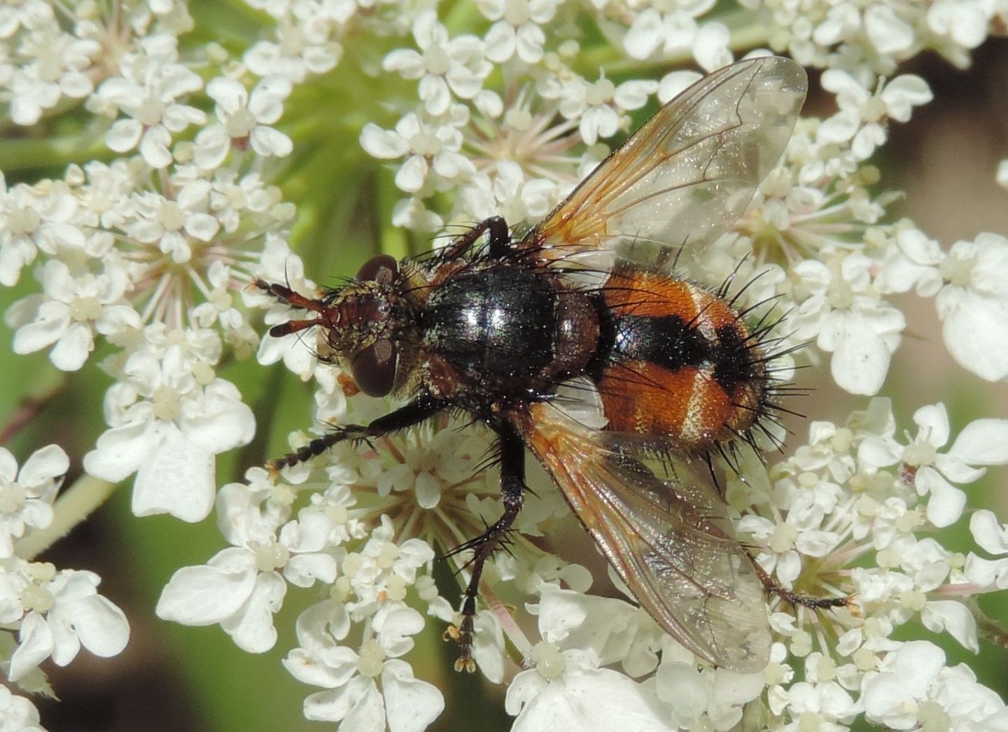 Peleteria rubescens?  Peleteria sp.