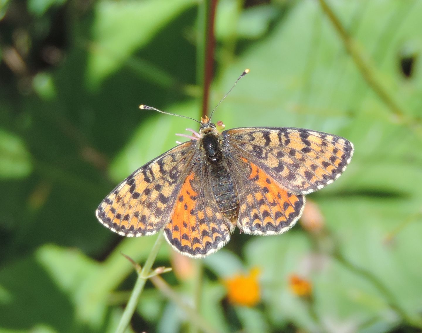 Melitaea didyma?  S, femmina