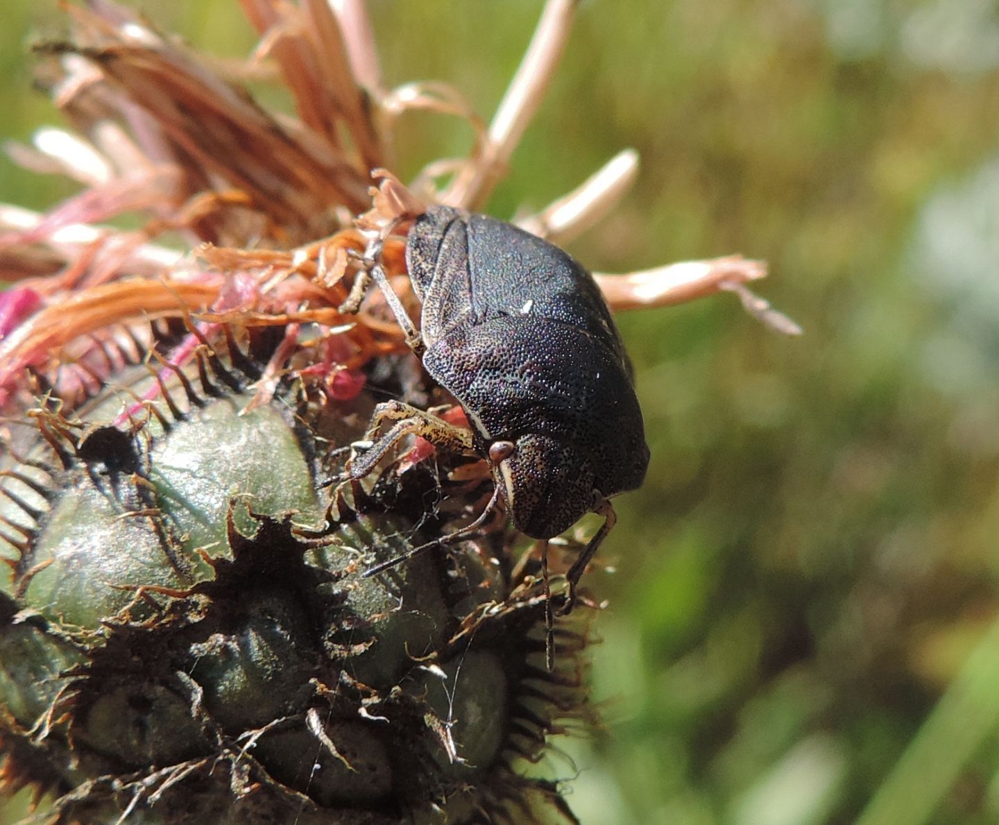 Scutelleridae: quale Eurygaster?  Eurygaster testudinaria, femmina melanica