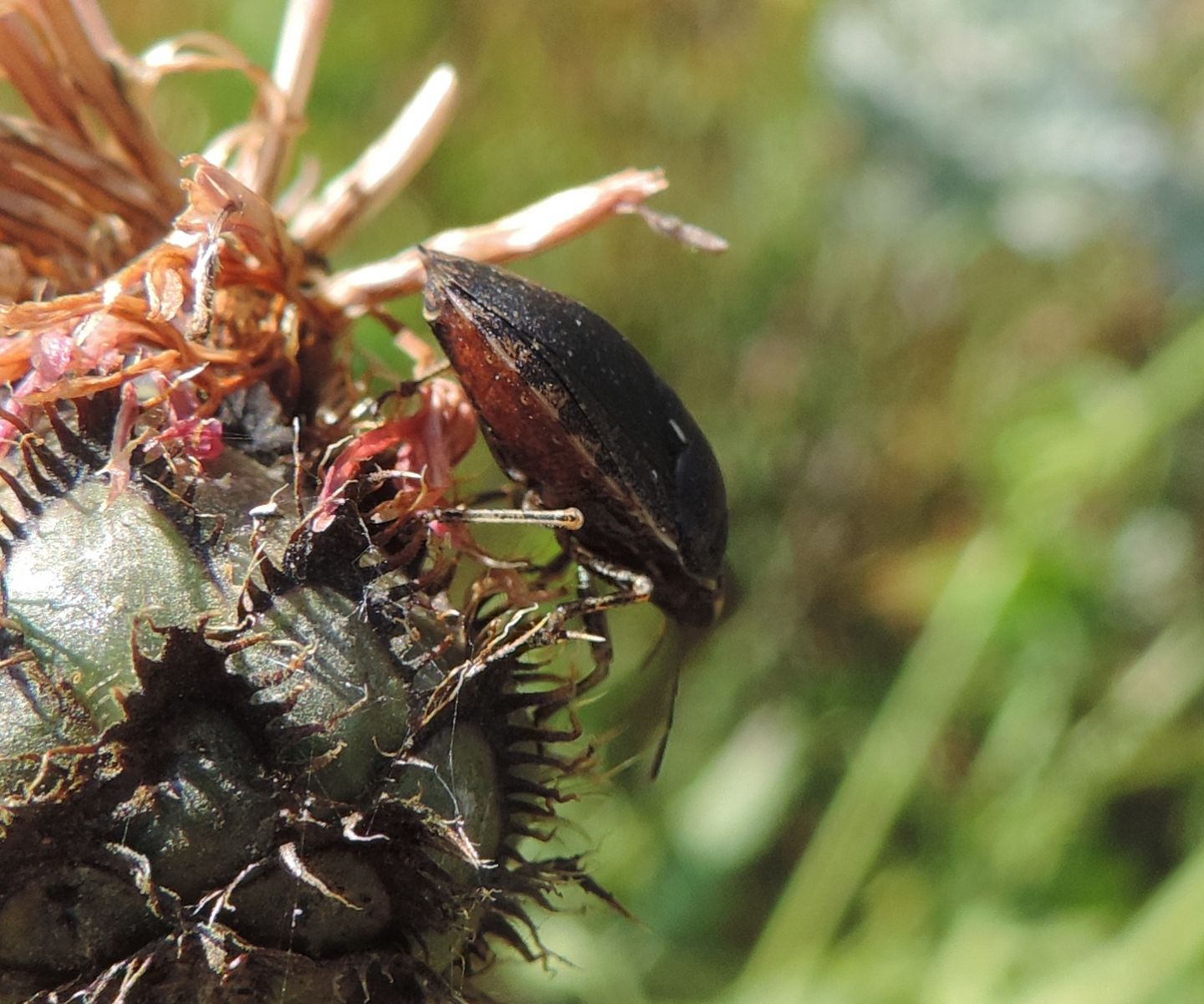 Scutelleridae: quale Eurygaster?  Eurygaster testudinaria, femmina melanica