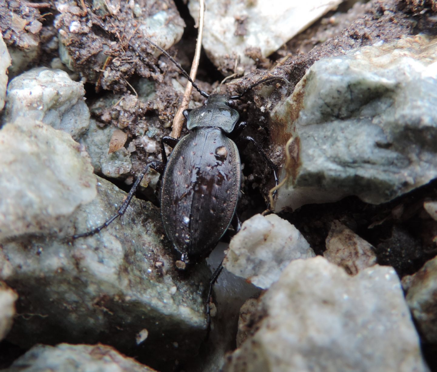 Carabus baudii? no, C.. fairmairei fenestrellanus