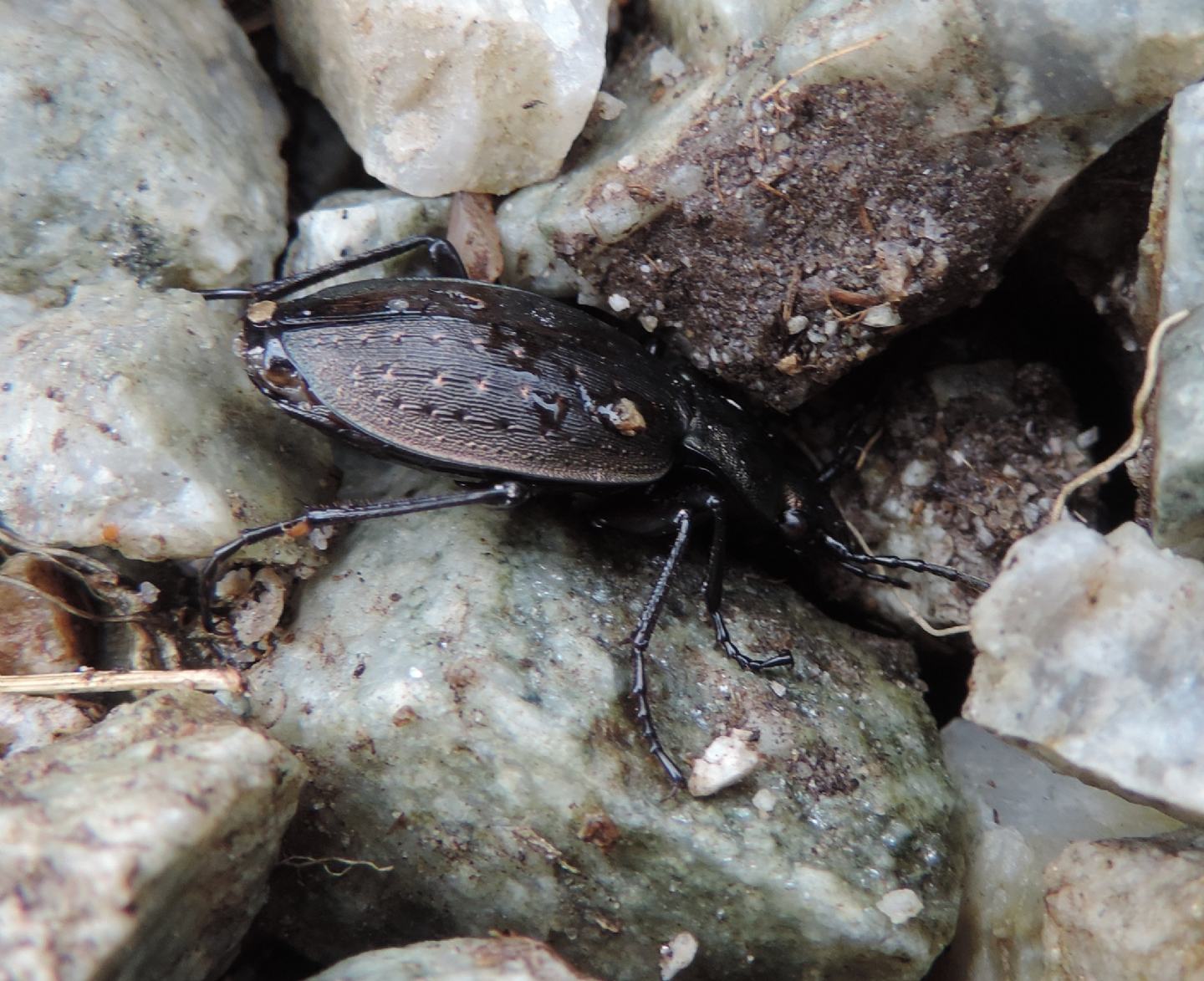 Carabus baudii? no, C.. fairmairei fenestrellanus