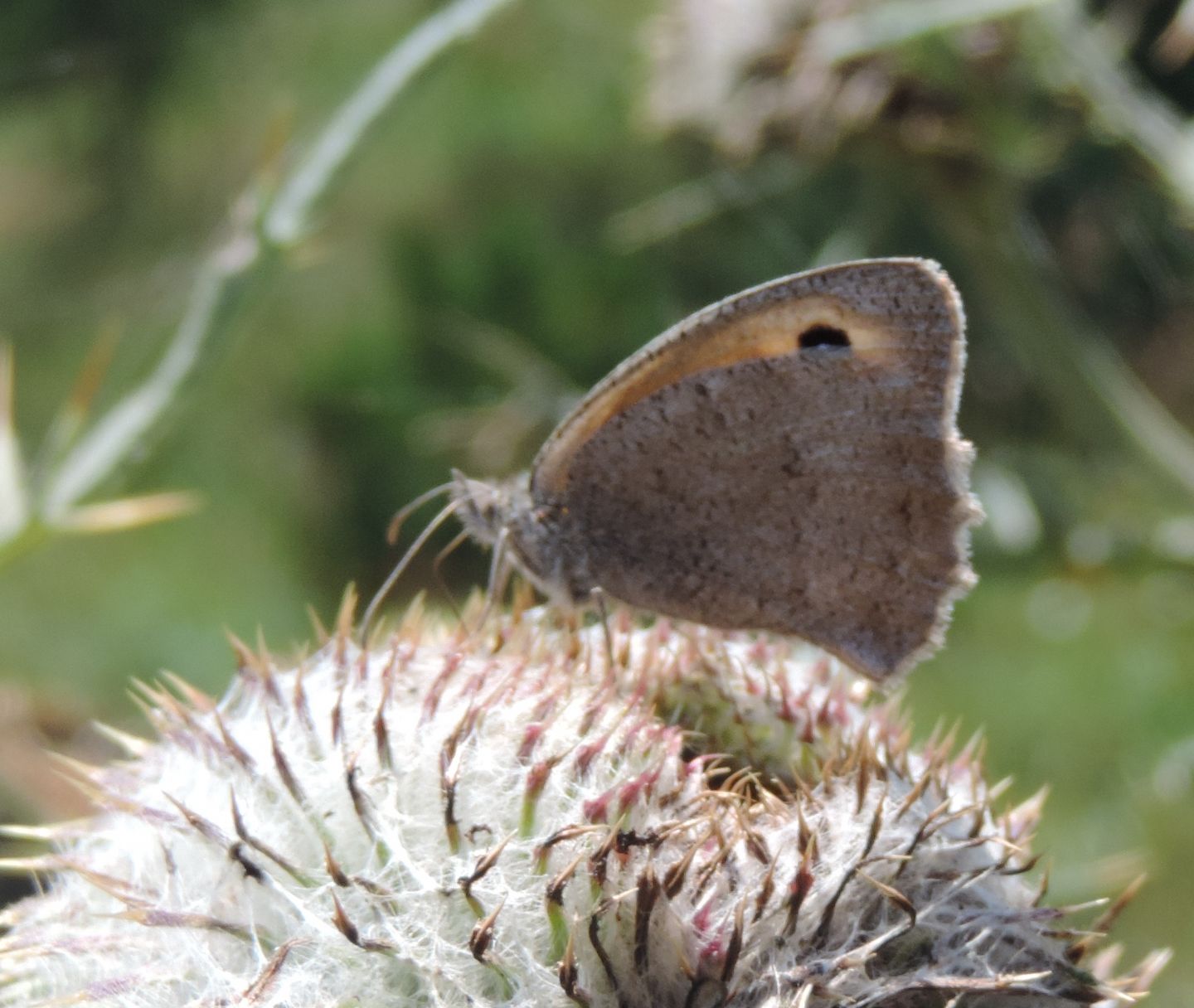 Maniola jurtina? No, Hyponephele lycaon - Nymphalidae