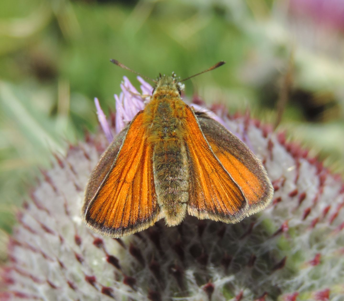 Quale Thymelicus? Thymelicus sylvestris - Hesperiidae