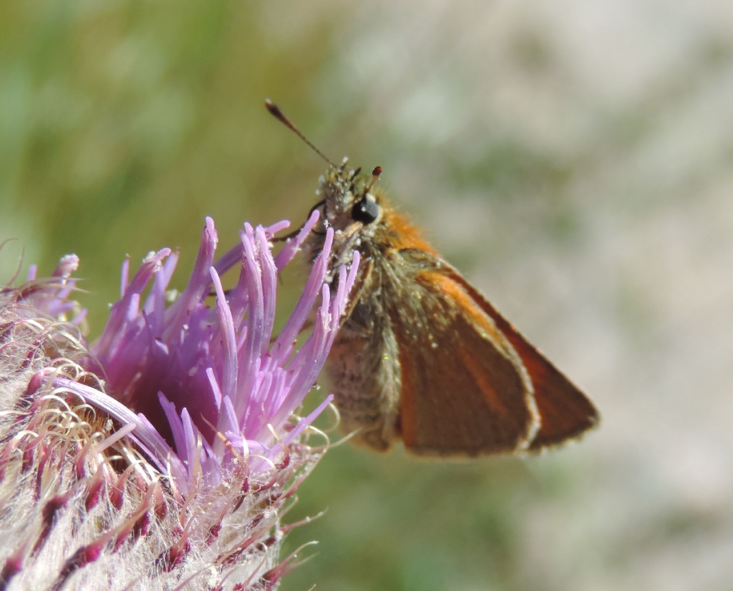 Quale Thymelicus? Thymelicus sylvestris - Hesperiidae