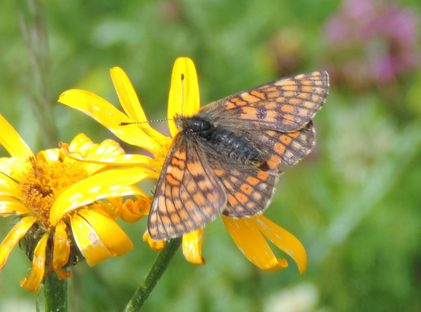 Quale Euphydryas ?  Euphydryas cynthia