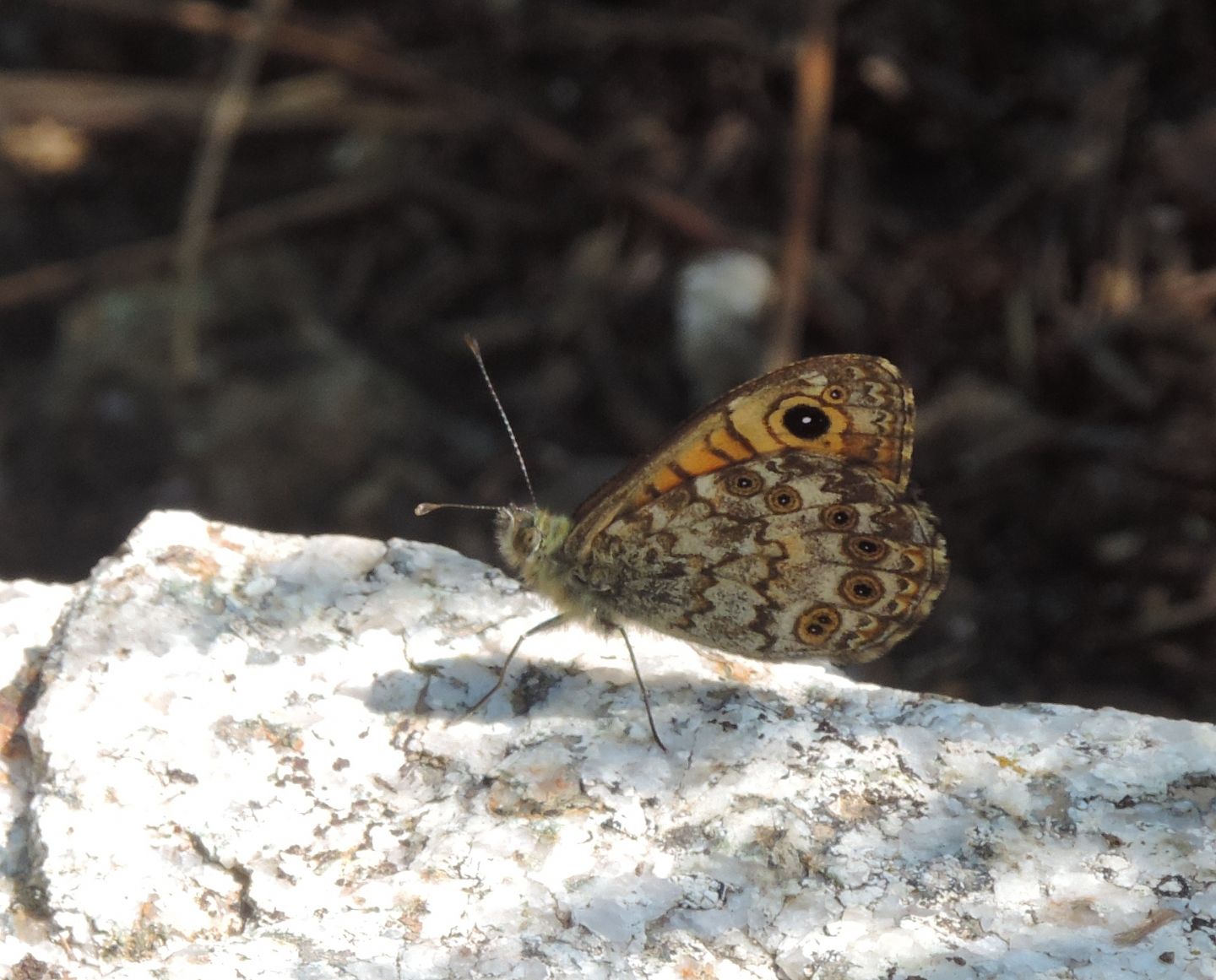 Lasiommata paramegaera?  S !